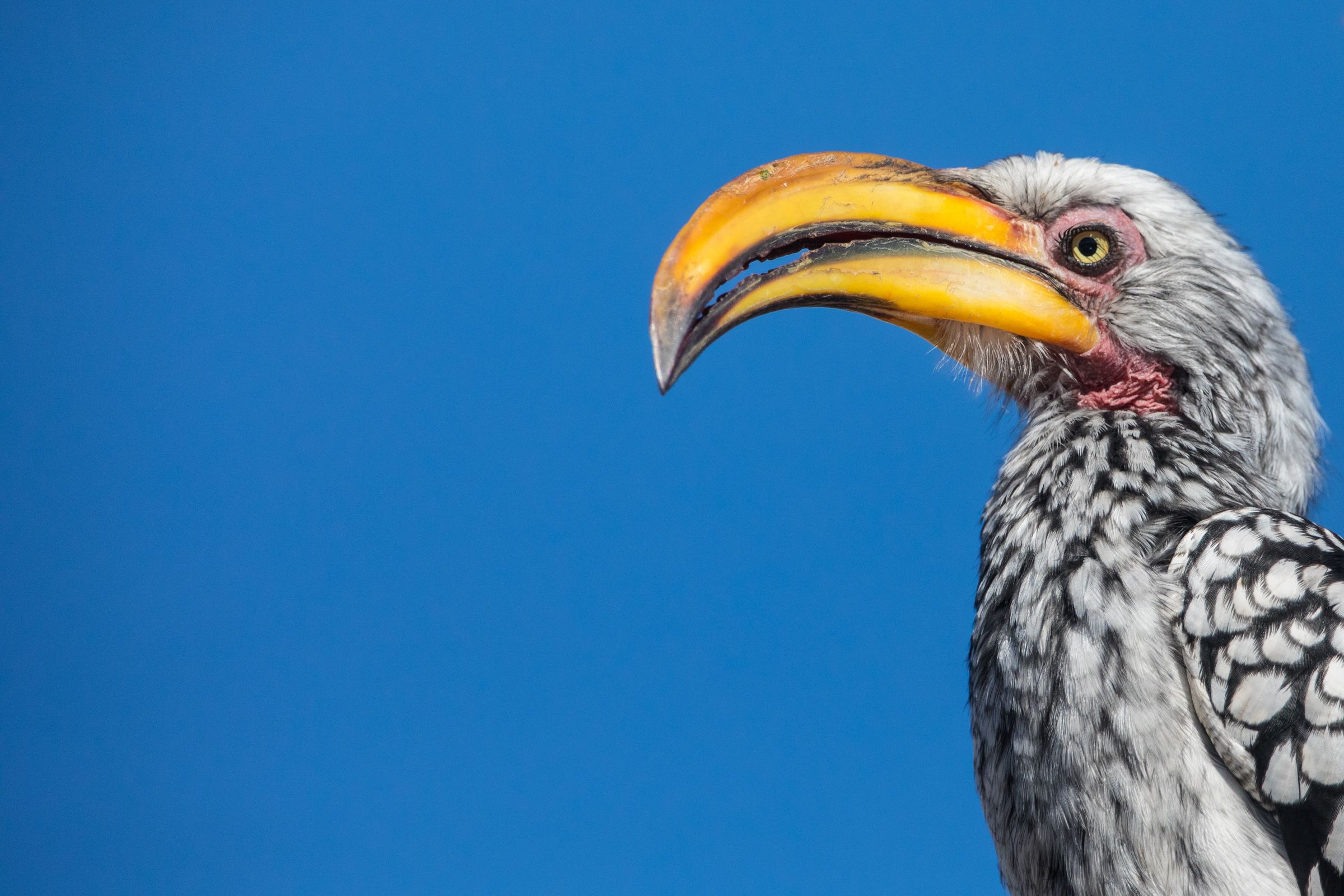Southern Yellow-billed Hornbill on our wildlife photography tour of Namibia