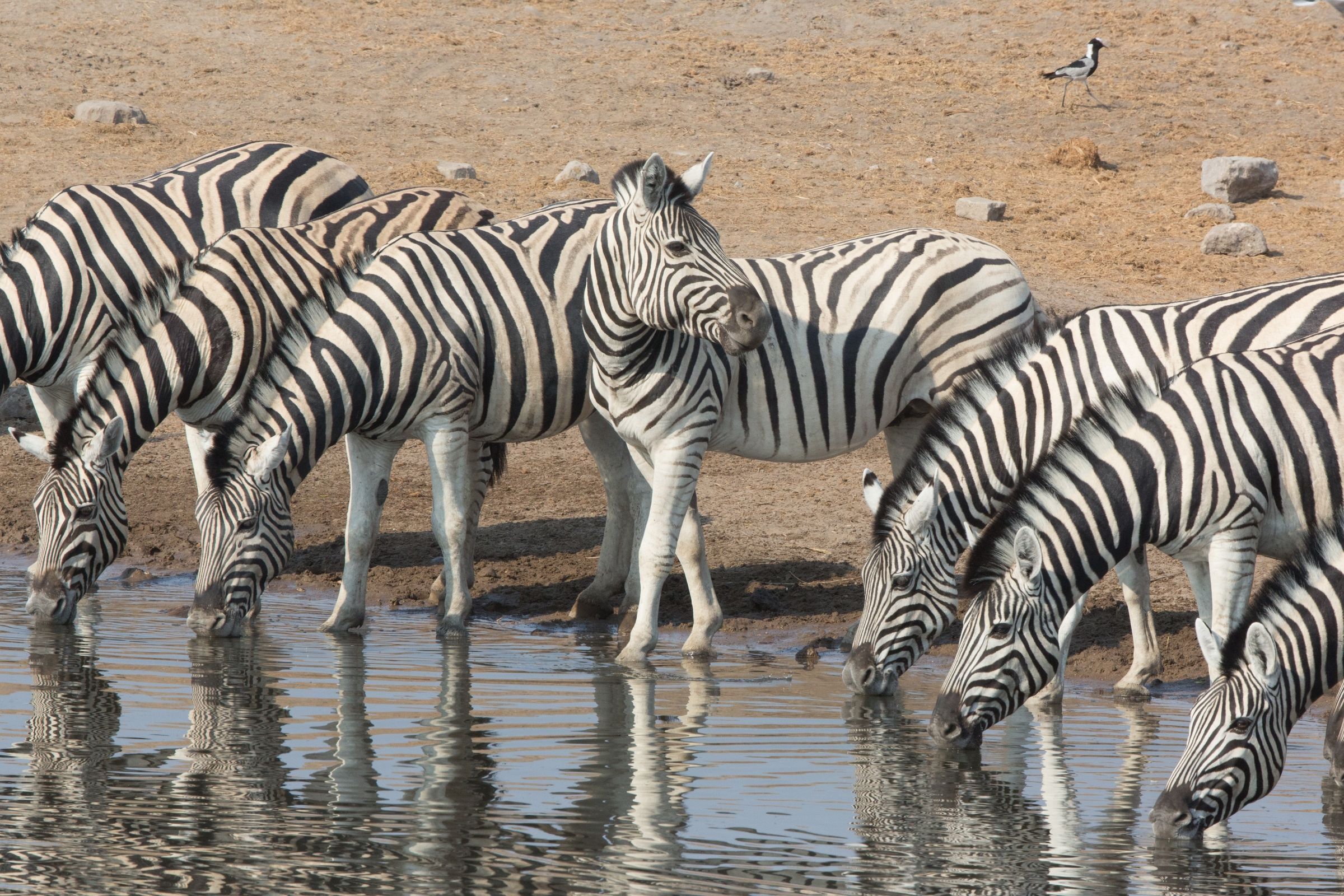 Etosha is the best place to photograph drinking zebras