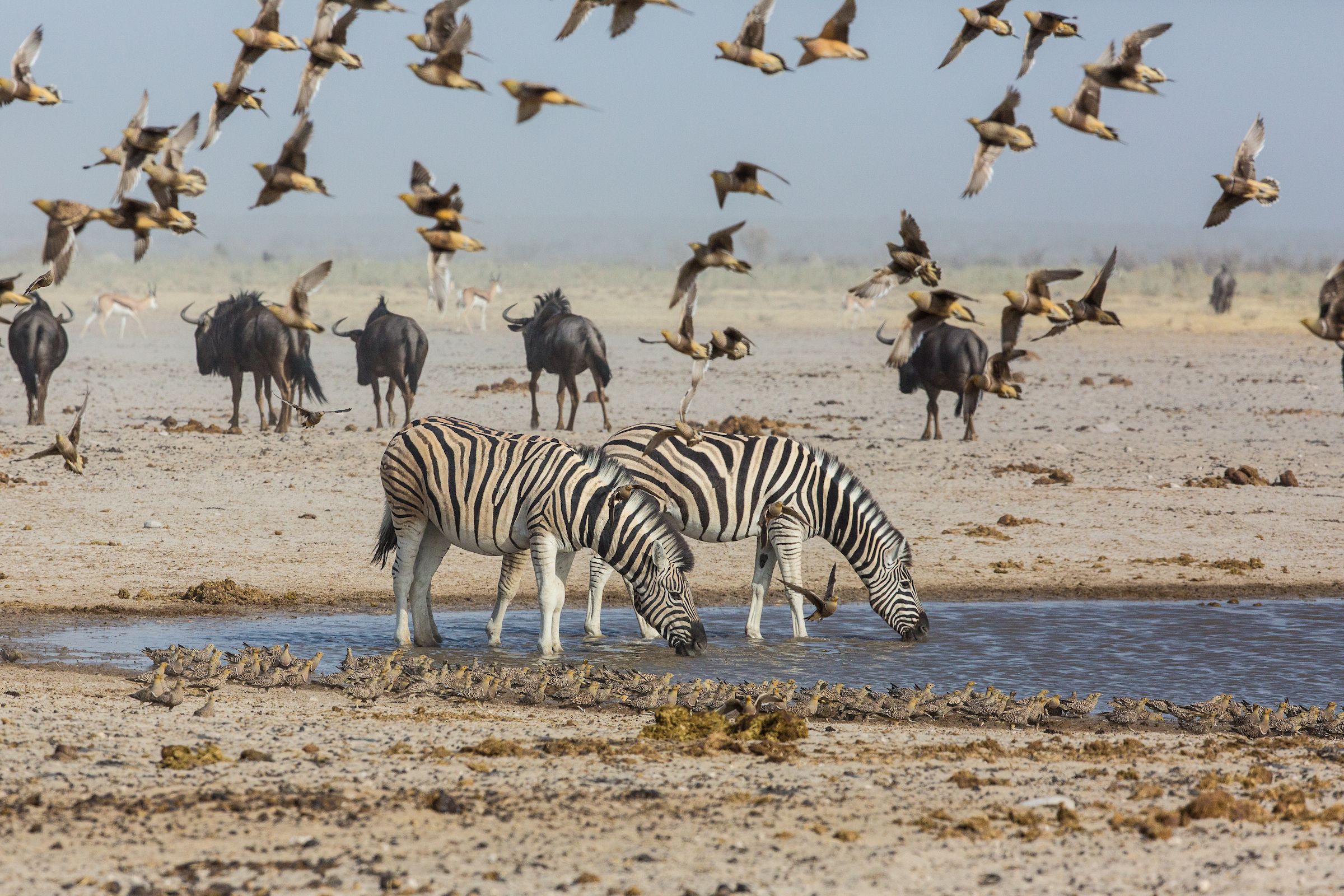 Two Burchell's Zebras drinking at a water hole surrounded by a flock of Sand Grouse in Etosha