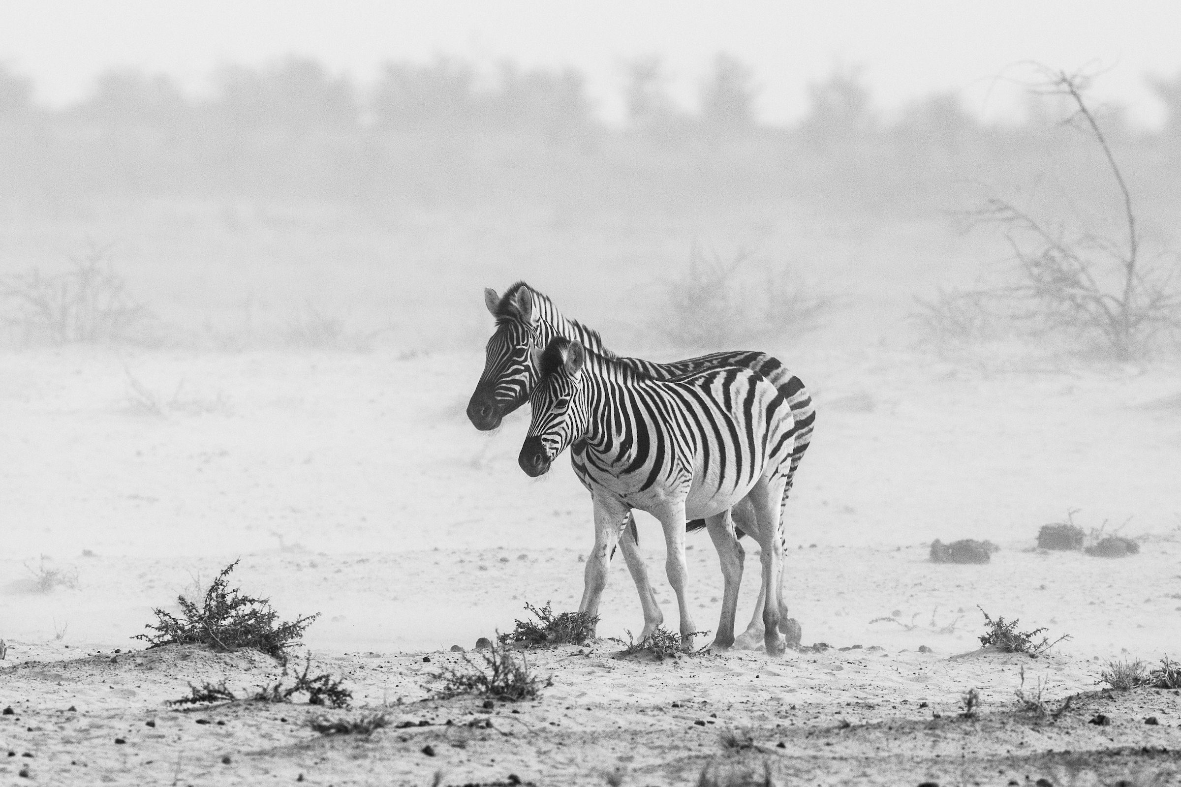 A pair of Burchell's Zebras wait out a dust storm in Etosha during our wildlife photography tour of Namibia