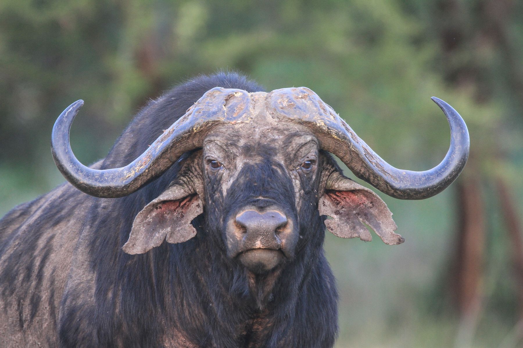 A huge male African Buffalo stares straight at us
