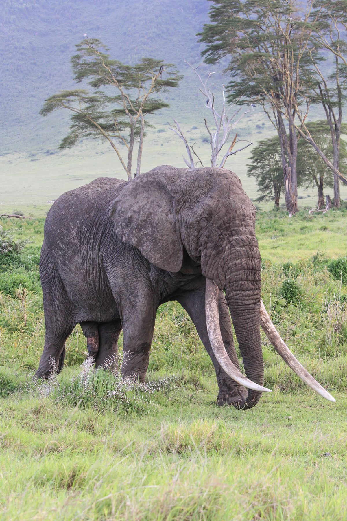 Poaching is nigh on impossible in the crater, so it still has some of the largest tuskers left in Tanzania and indeed in Africa
