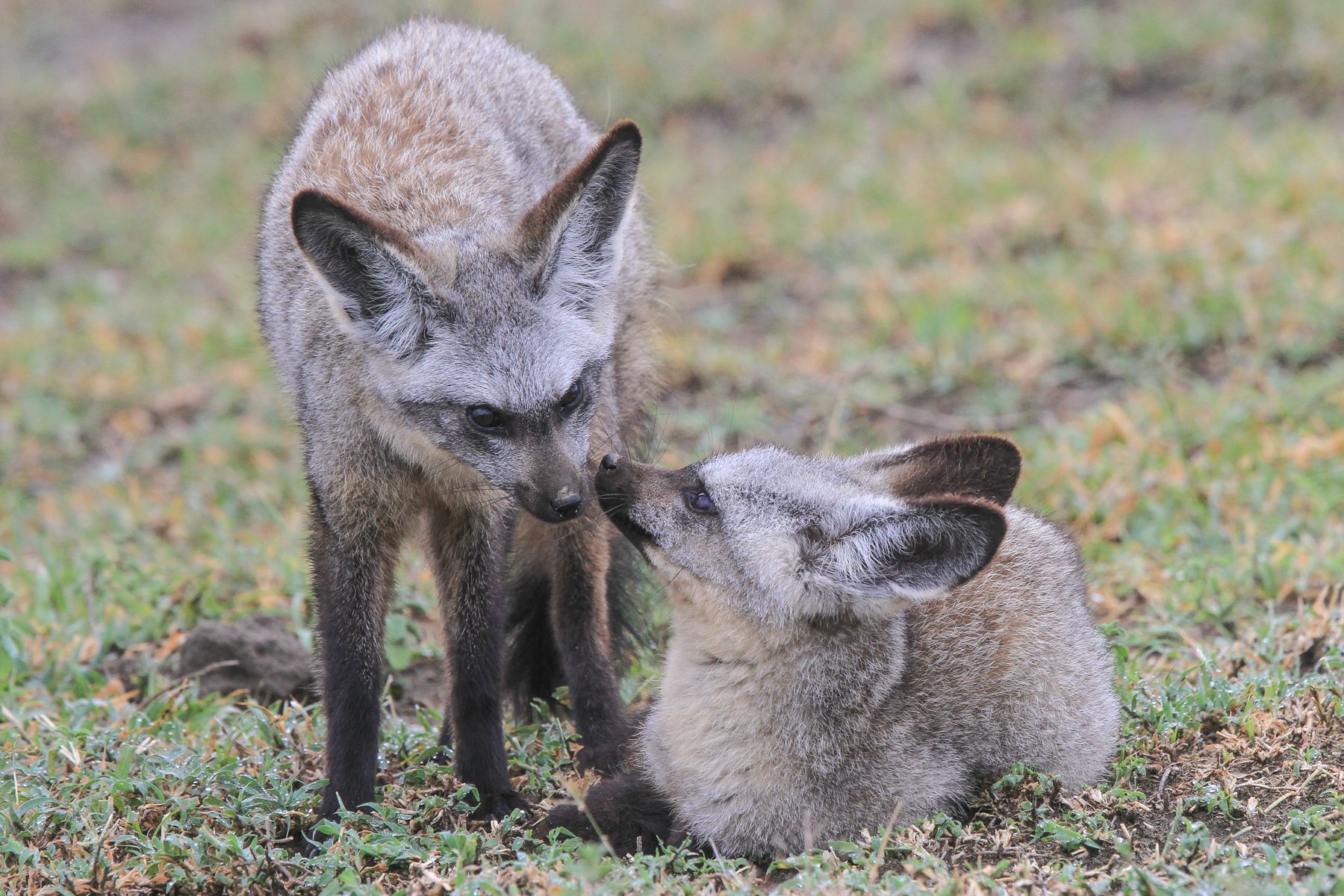 Bat-eared Foxes greet each other. Are those the cutest ears or what?