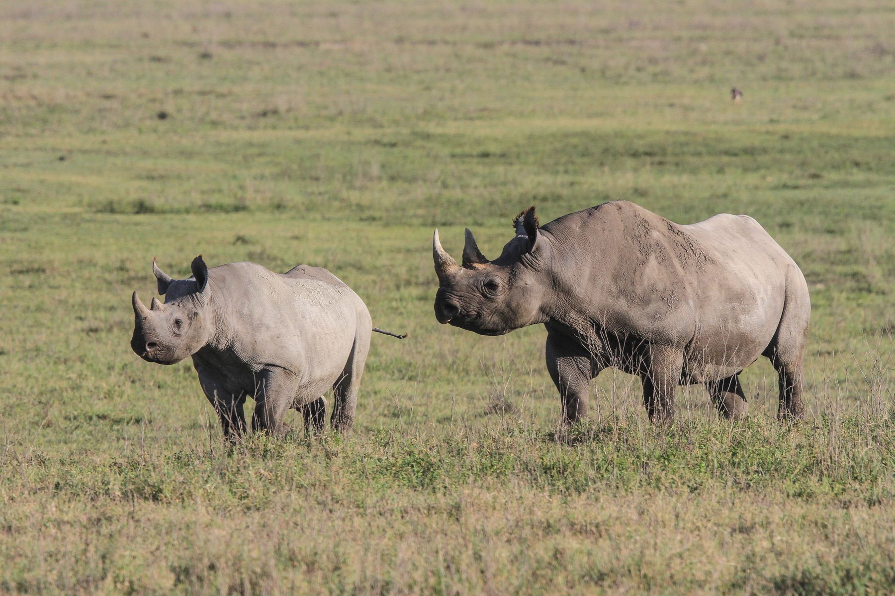 Black Rhinoceroses still survive here for the same reason