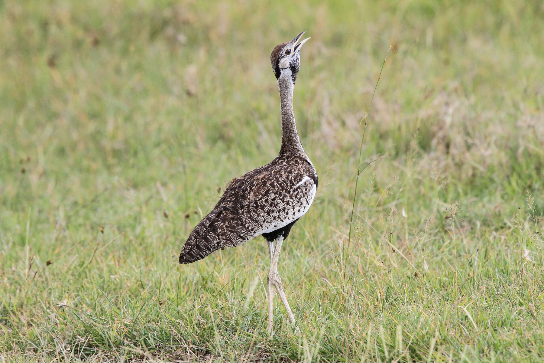 The smaller Black-bellied Bustard gives its 'popping' call