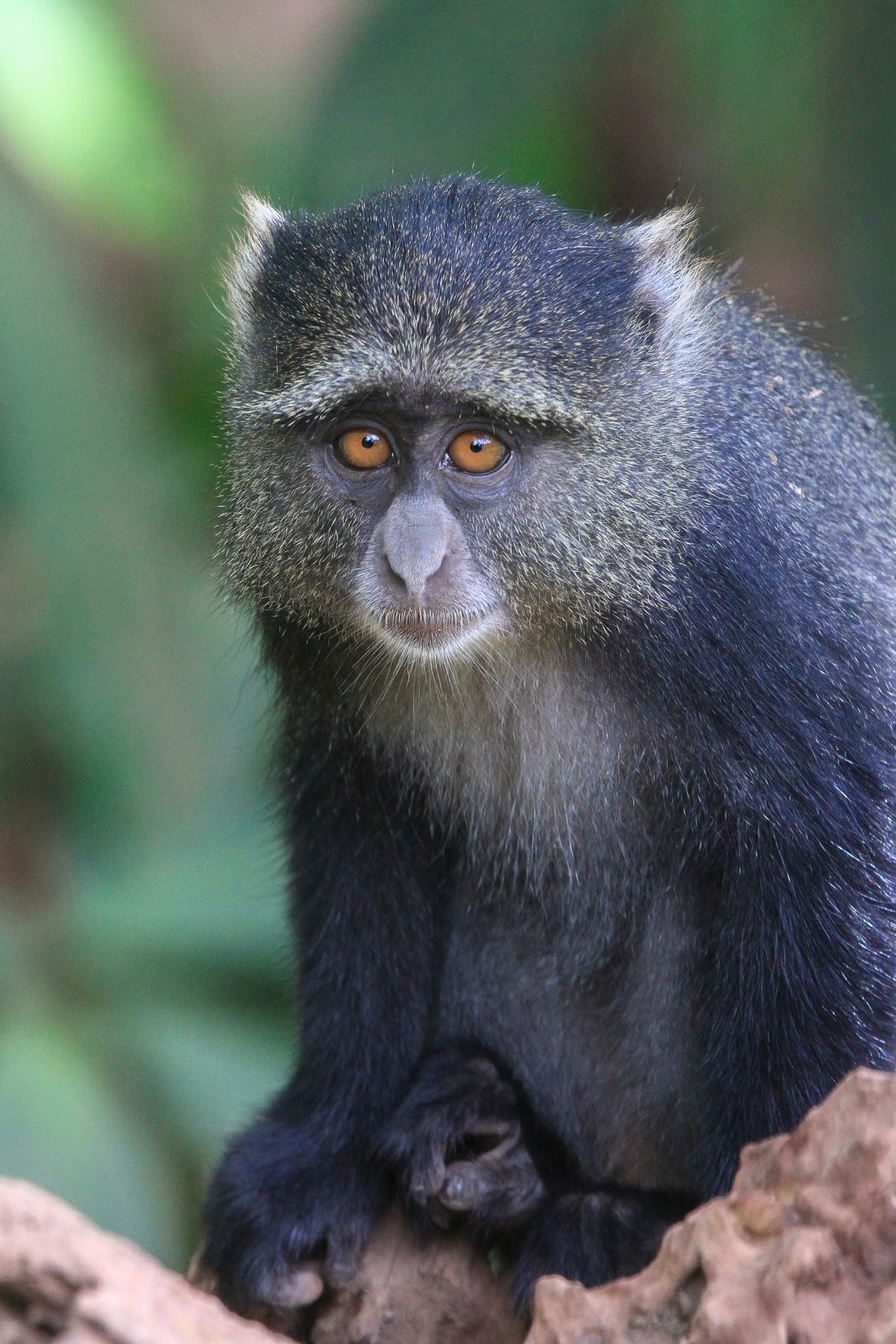 And the shy Blue Monkey