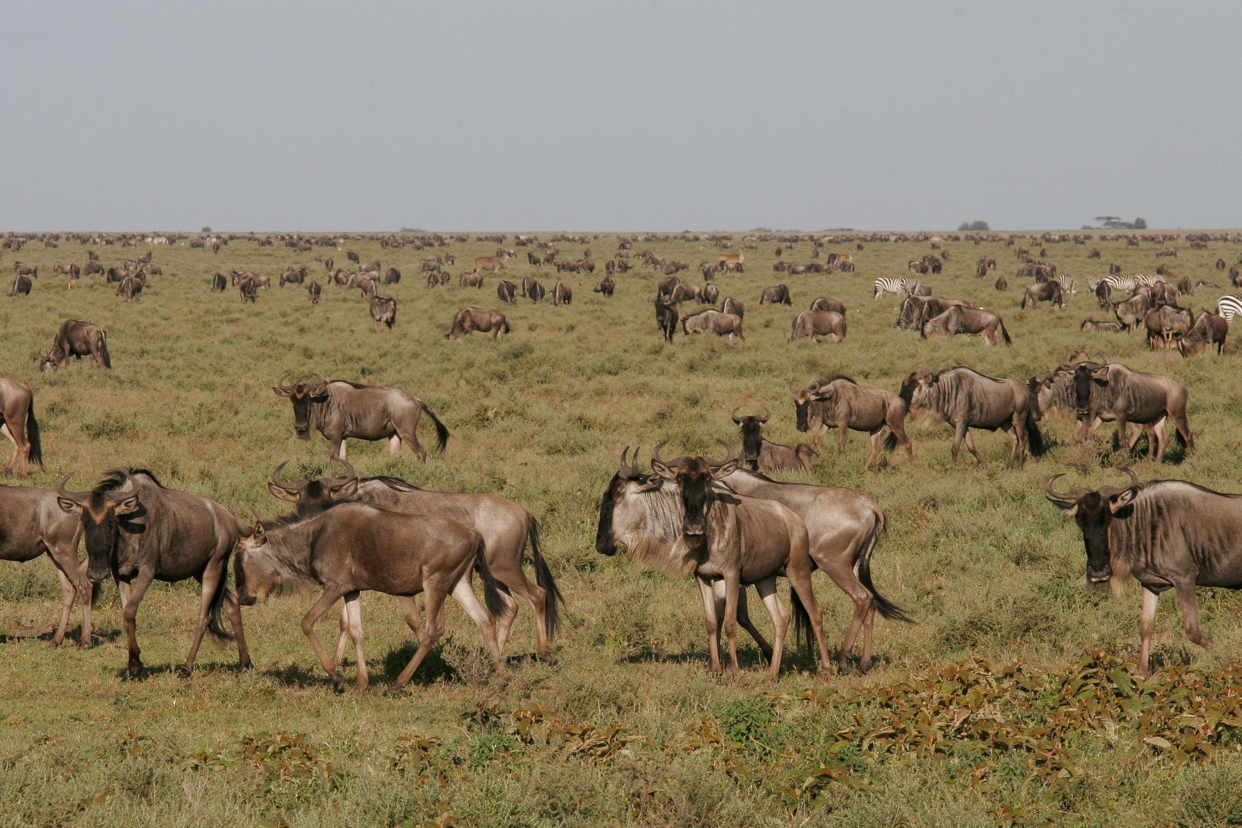 Within days the grass is growing and thousands, or tens of thousands of herbivores arrive, mostly Blue Wildebeest and Burchell's Zebras
