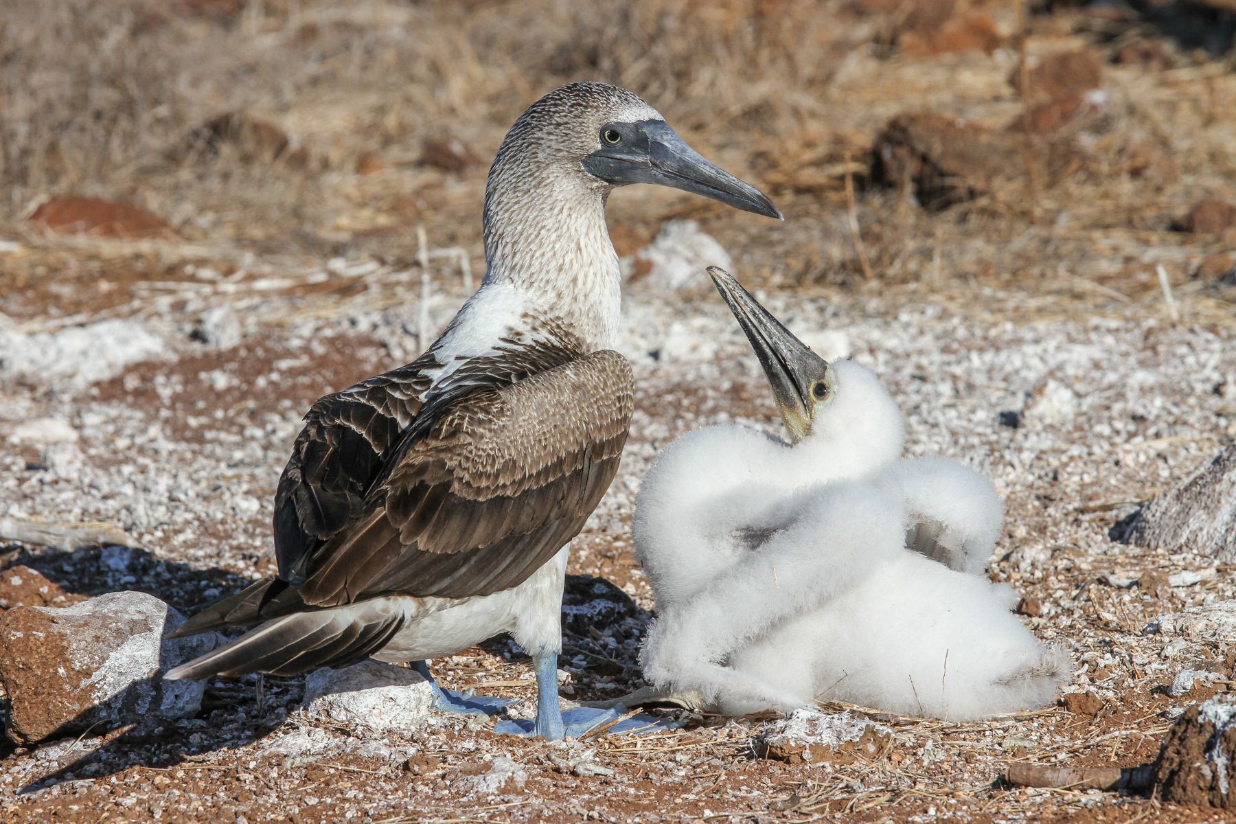 One of the most charismatic Galapagos seabirds is the Blue-footed Booby