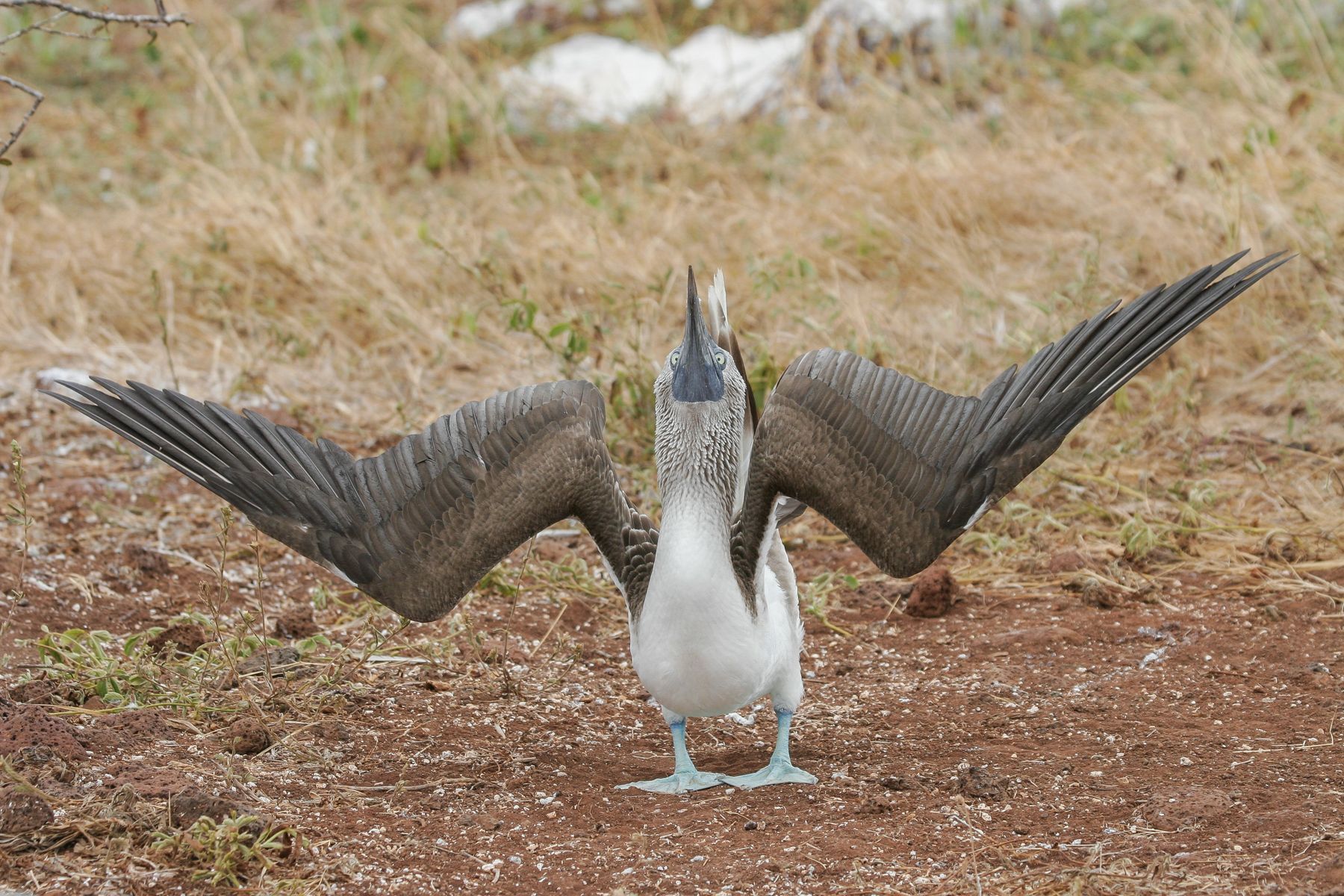 Watching its waddling display with wings open and bill pointed to the sky is one of the best wildlife experiences in the islands