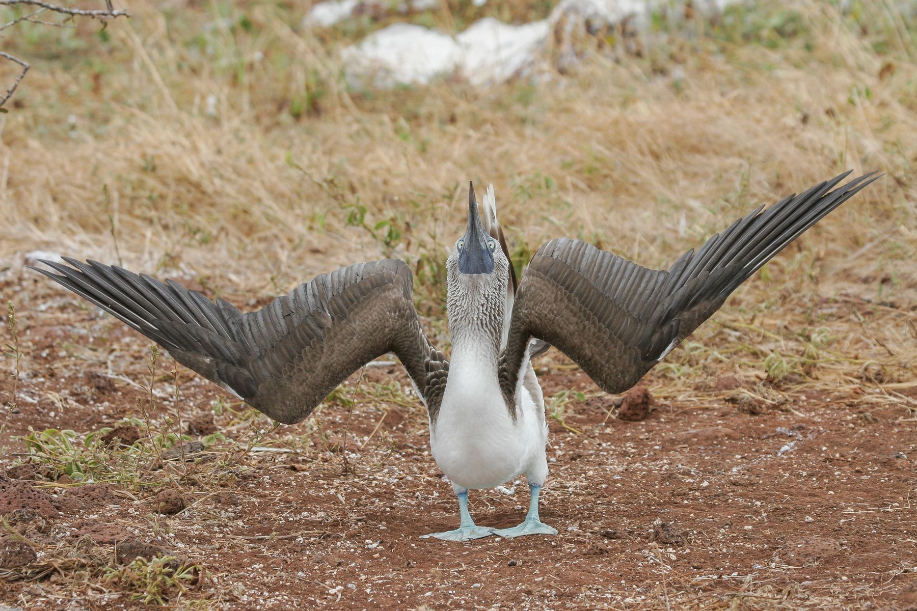 Watching its waddling display with wings open and bill pointed to the sky is one of the best wildlife experiences in the islands