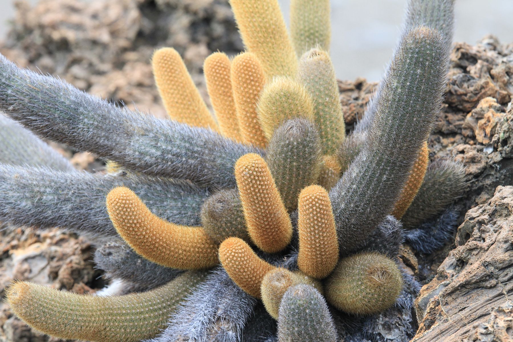 On some islands colourful endemic Brachycereus cacti are to be found