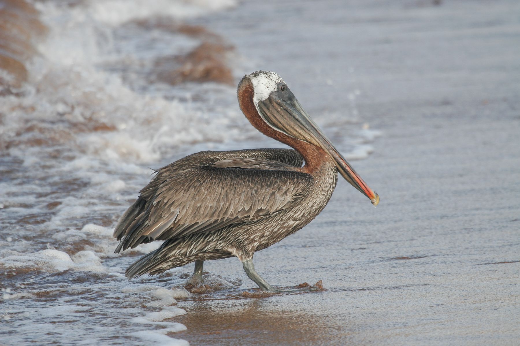 Brown Pelicans are the largest fish-eaters in the islands