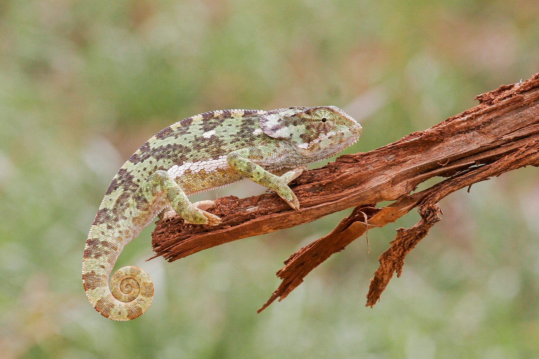 A chameleon in the Ngorongoro woodland