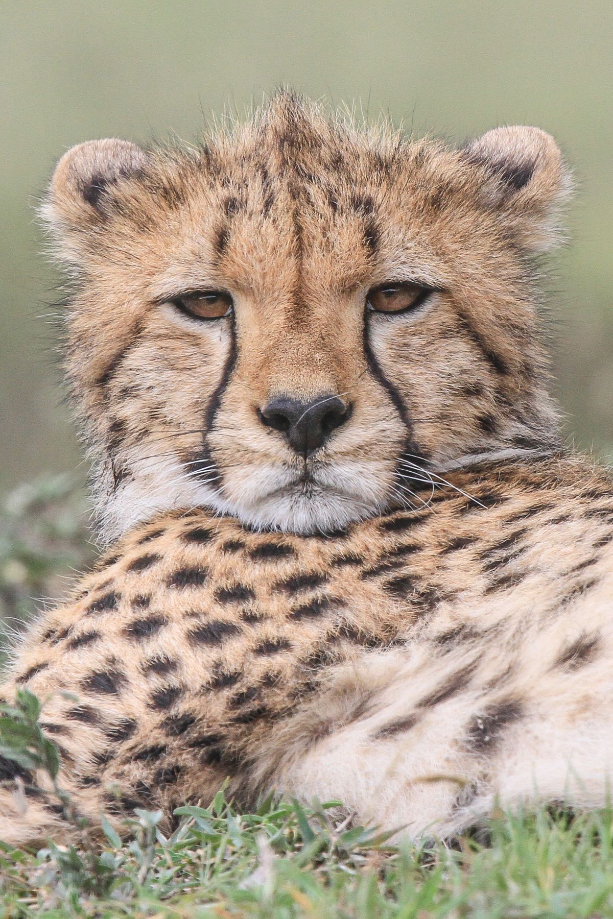 A lot of the Cheetah's day is spent resting, conserving energy before the next hunt