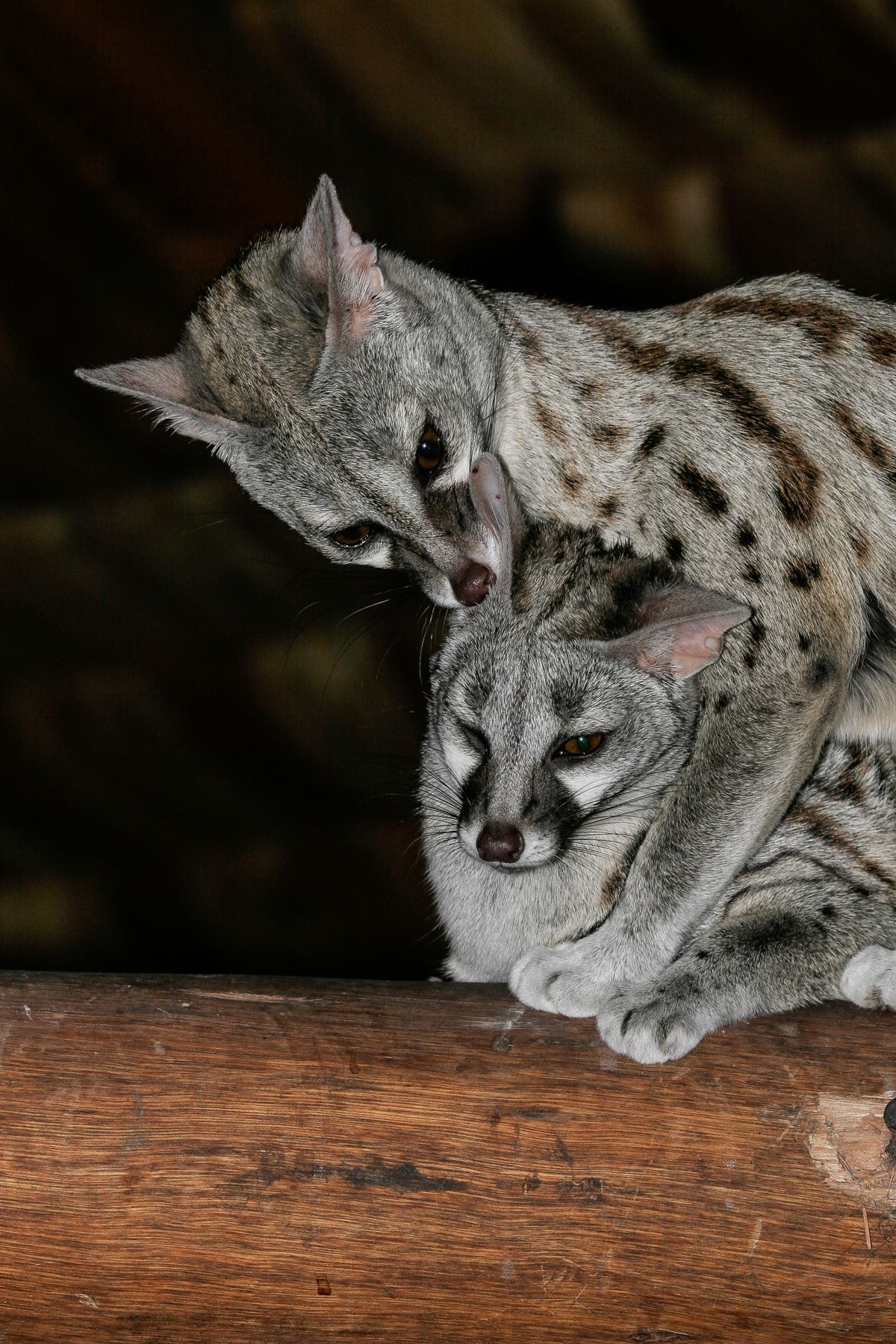 Common Genets at Ndutu Safari Lodge, where they emerge onto the rafters after dusk