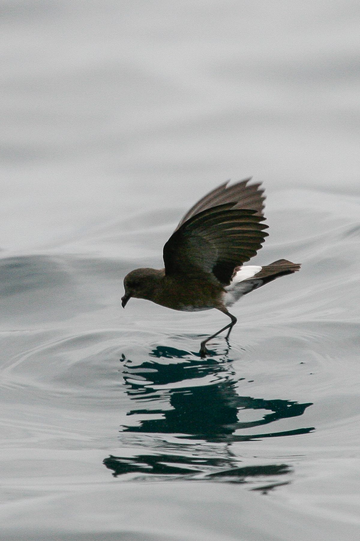 An Elliot's Storm Petrel 'dances' on the water as it feeds