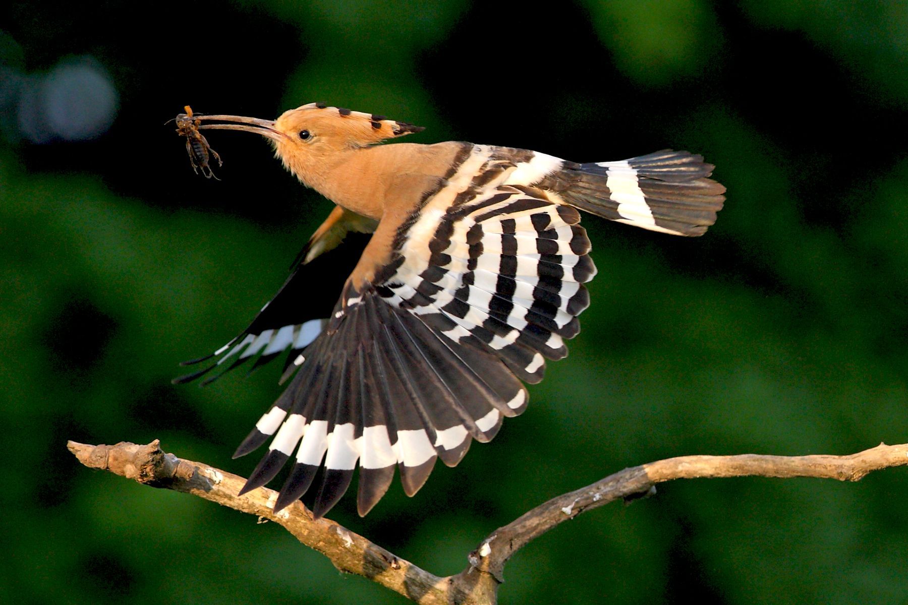 Eurasian Hoopoes are common in Hungary