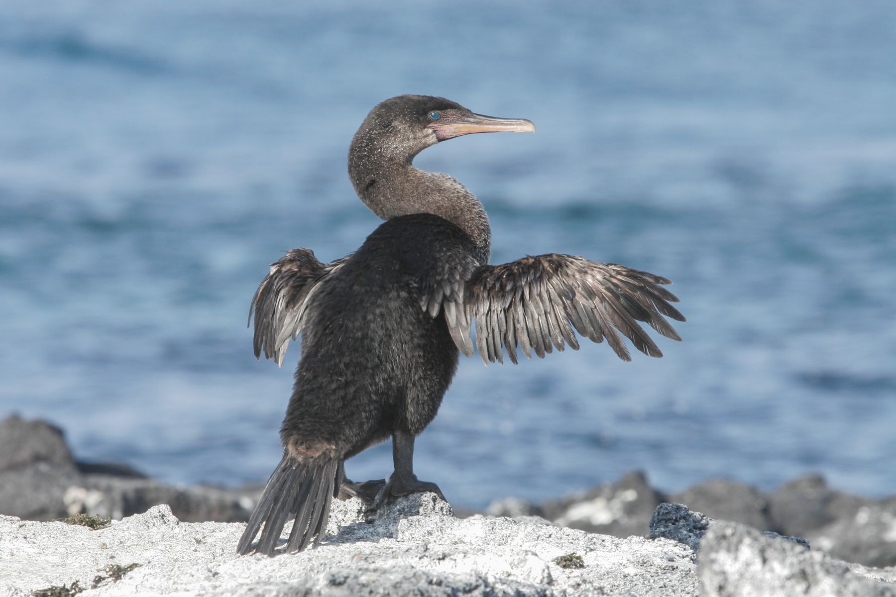 Even if you are a Flightless Cormorant, those stumpy little wings still have to be dried