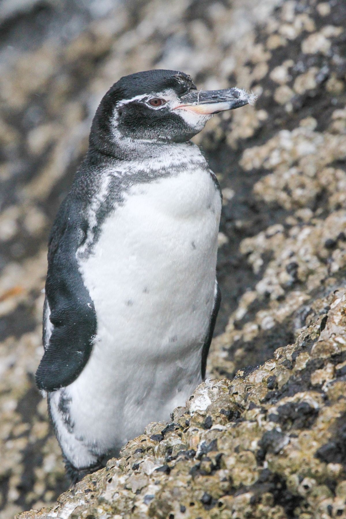 The rather solitary Galapagos Penguin