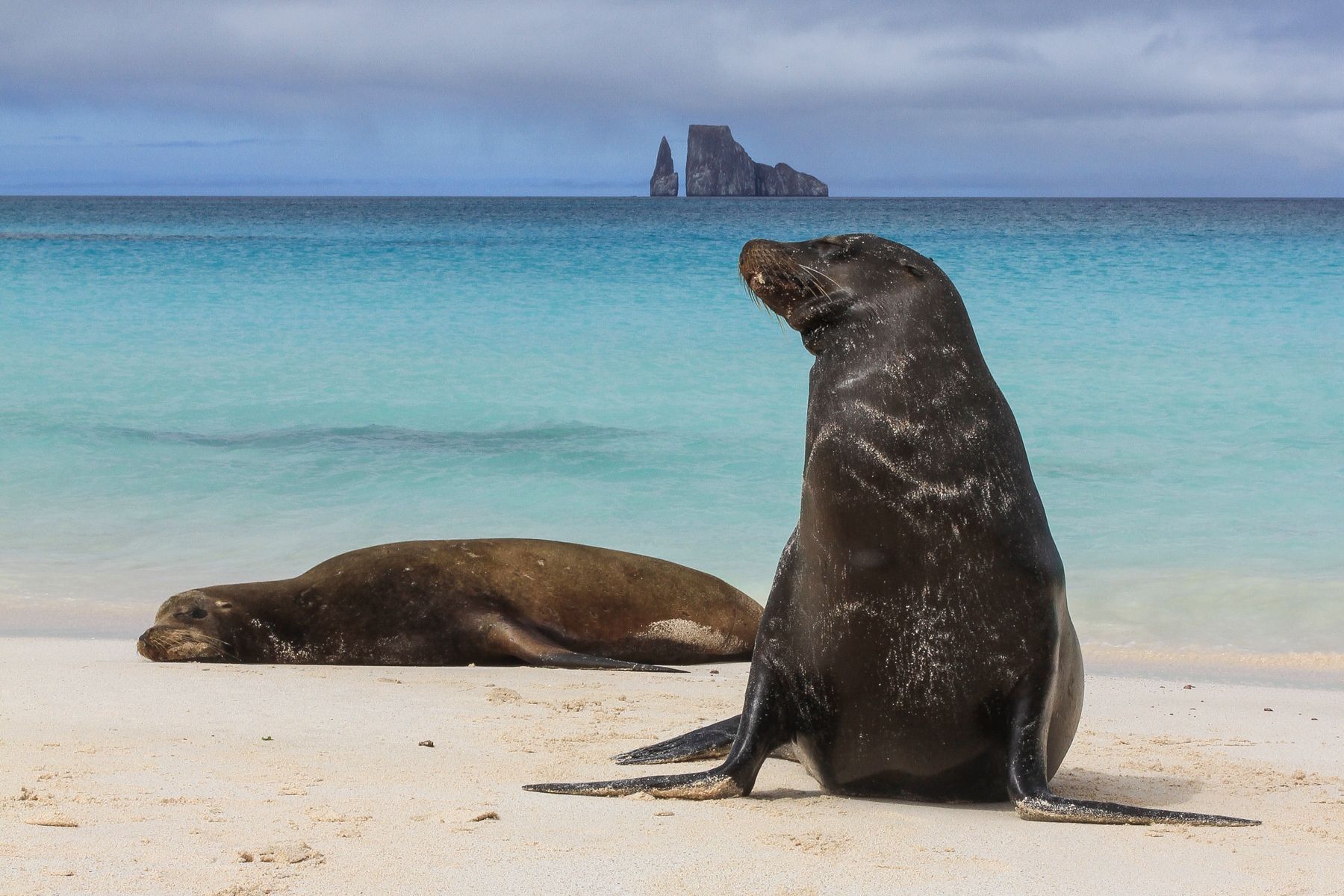 Galapagos Sealions are numerous, inhabiting just about every beach and many rocky areas