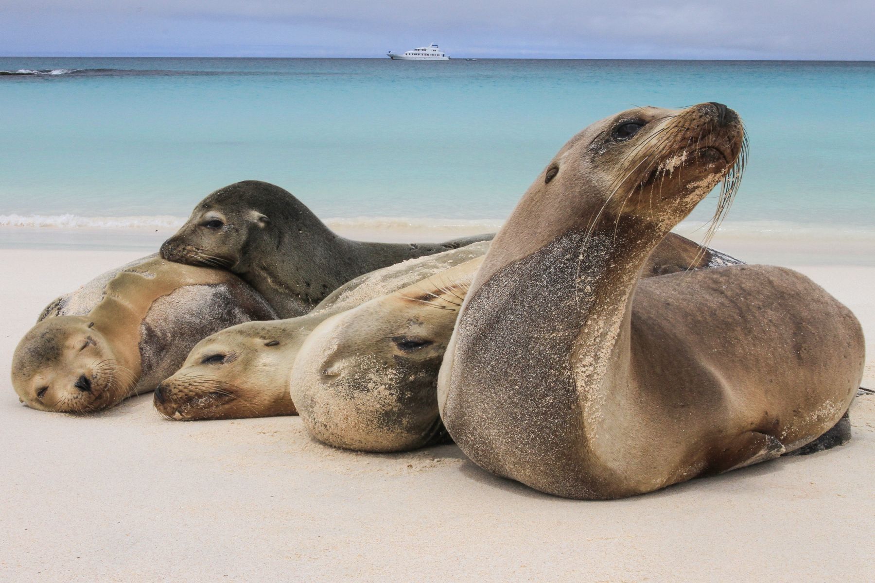 Often they loll in groups to get warm; Galapagos waters are cool