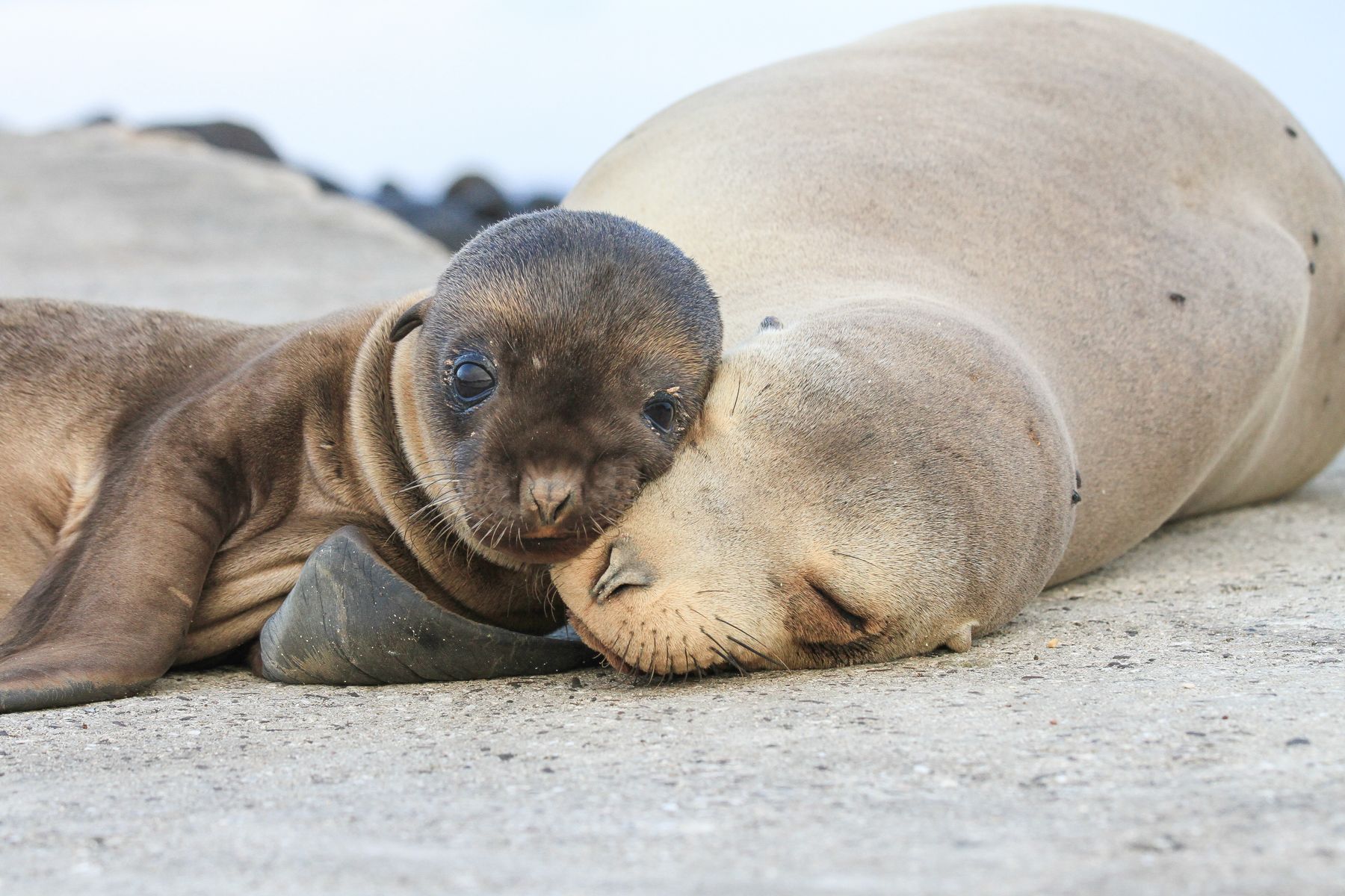 Mother and pup sealion