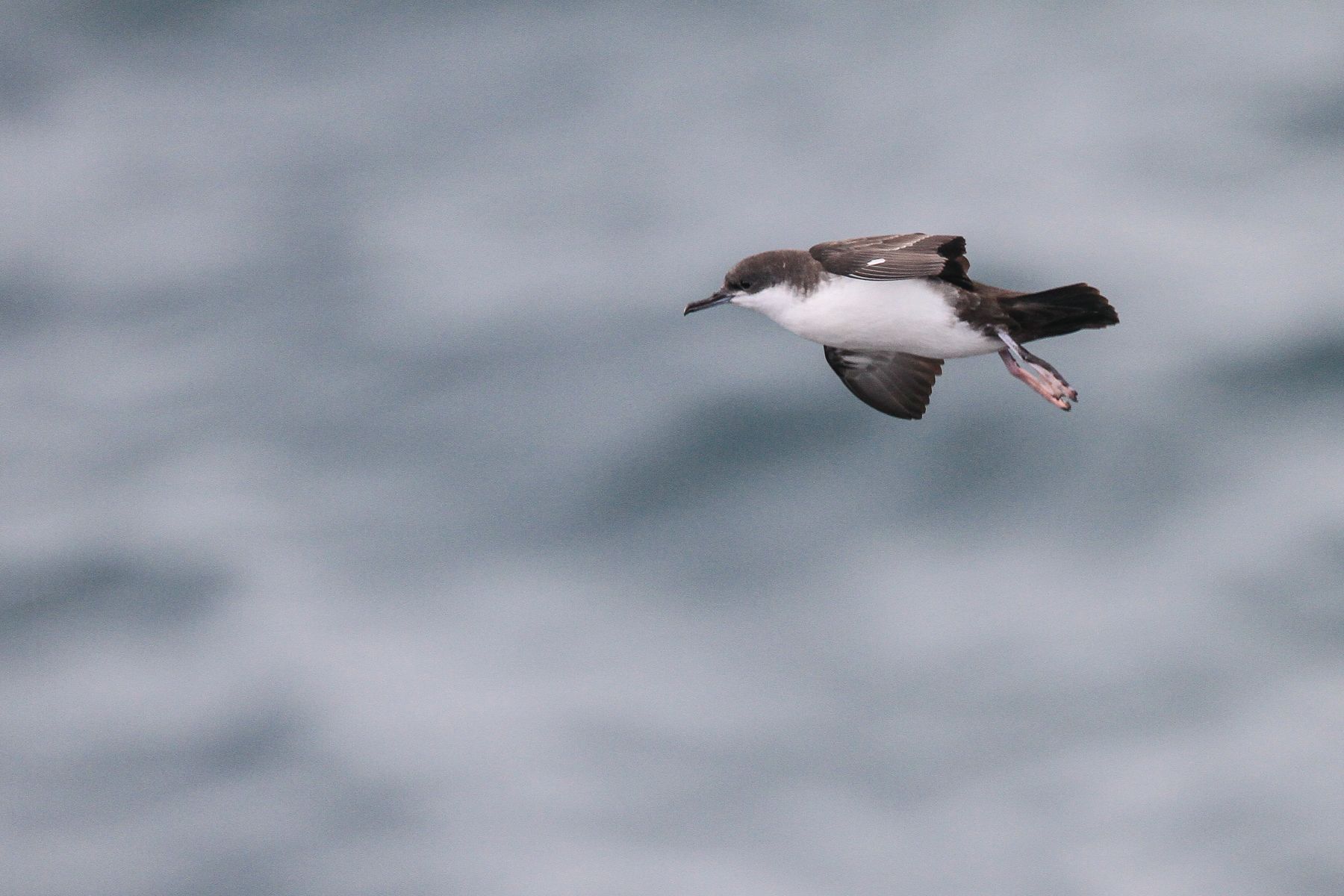 A Galapagos Shearwater brakes with its feet as it approaches its nest site