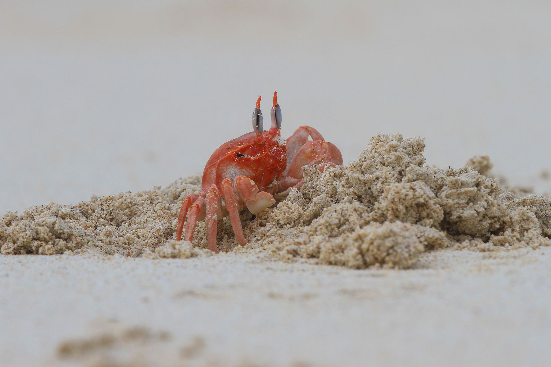Down on the beach, ghost crabs dig new burrows