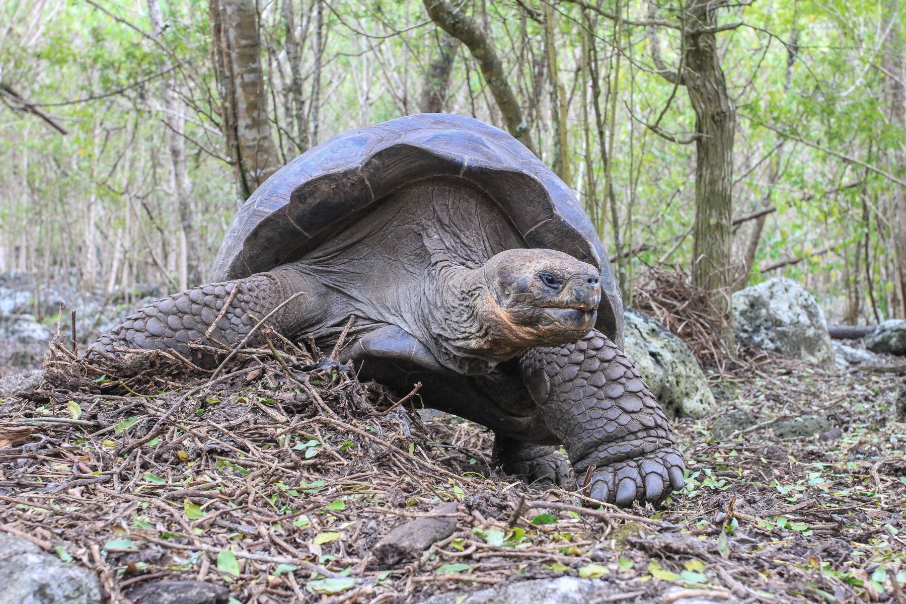 The Spanish name for the islands, Galápagos, means riding saddle and probably derived from the appearance of some of the endemic Giant Tortoises