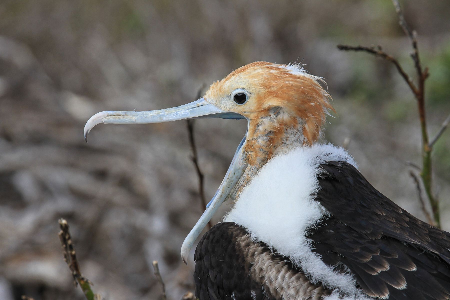 A young Great Frigatebird yawns during the long wait for its next meal