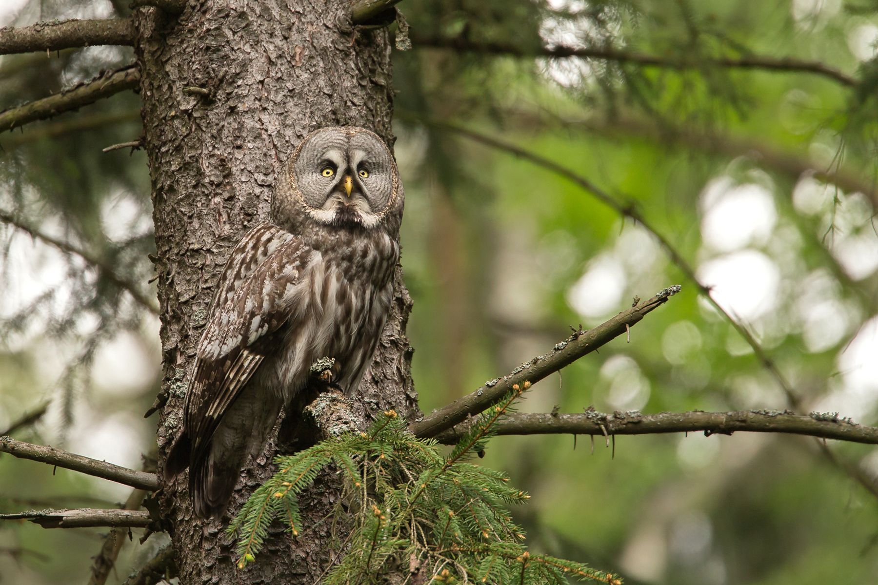 Great Grey Owl in Belarus