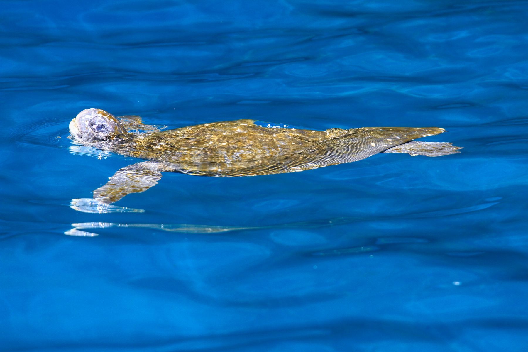 A Green Turtle swims past our yacht in the crystal clear Galapagos water