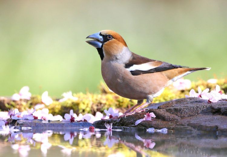 The impressive Hawfinch