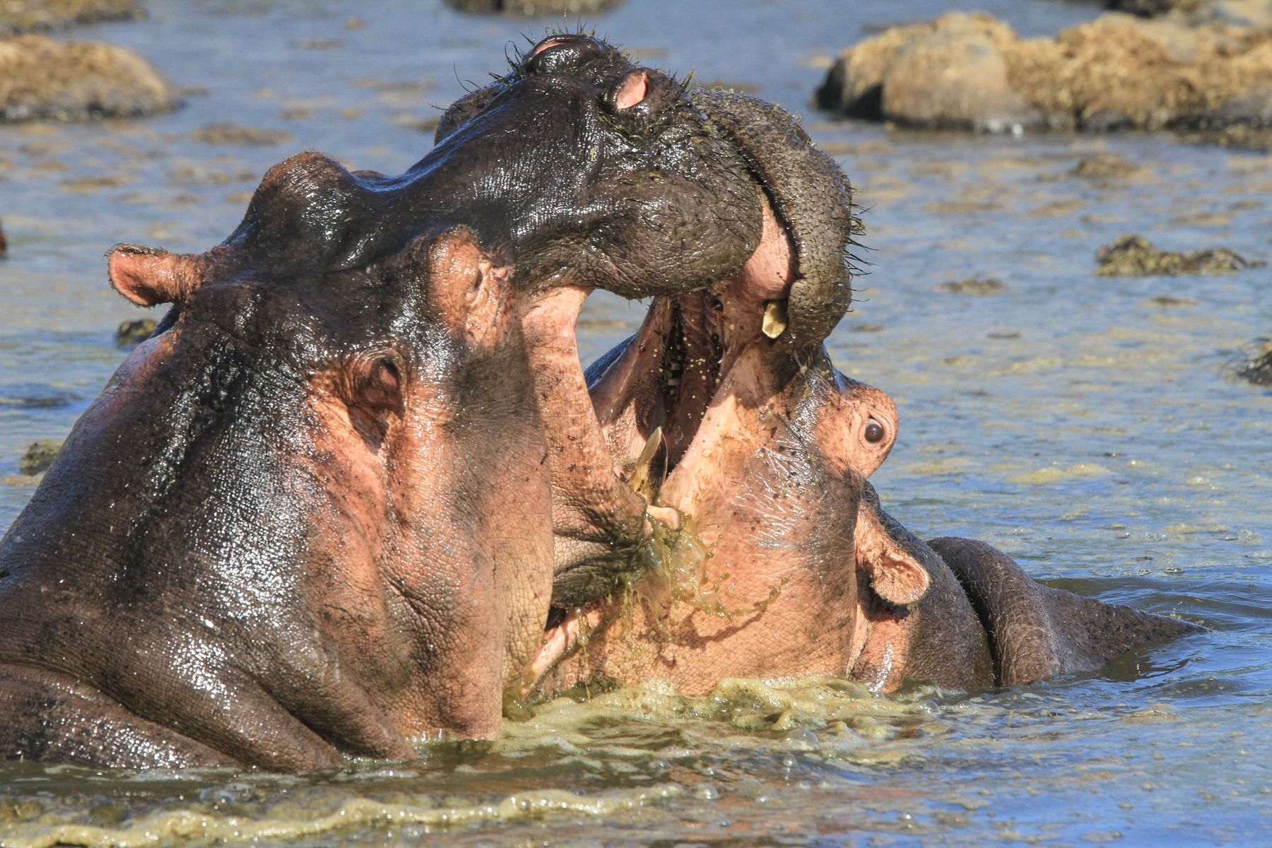Hippopotamuses tussle in a deep pool