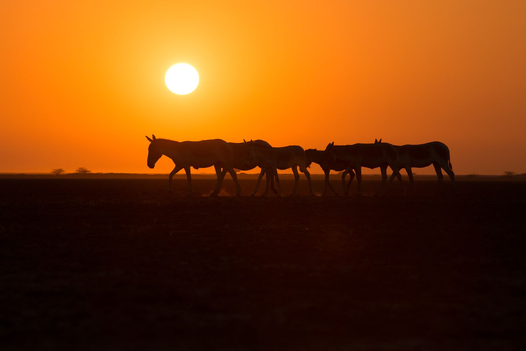 A line of Indian Wild Asses at sunset in the Little Rann of Kutch, Gujarat