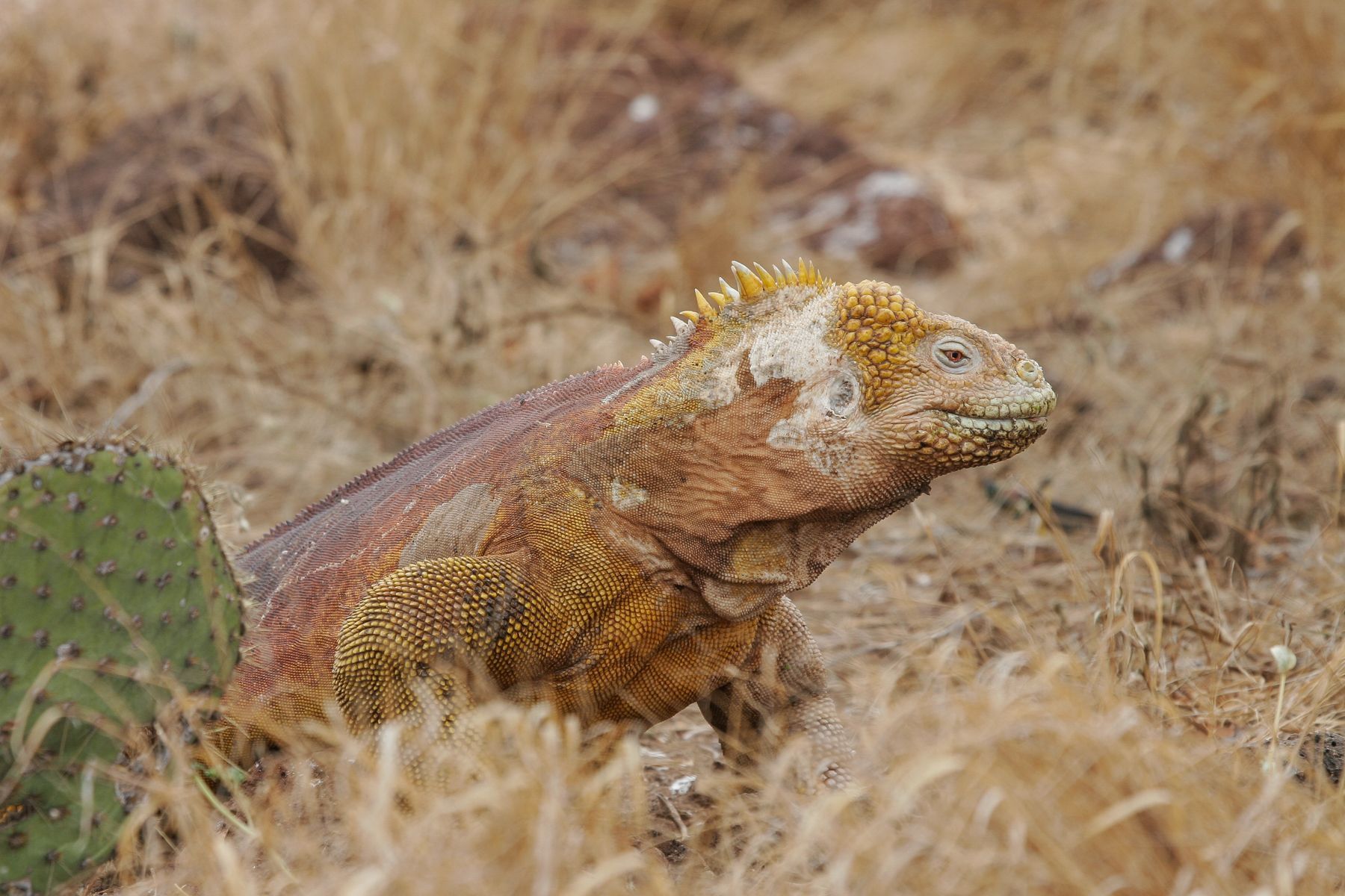Land Iguanas like to eat the prickly pears