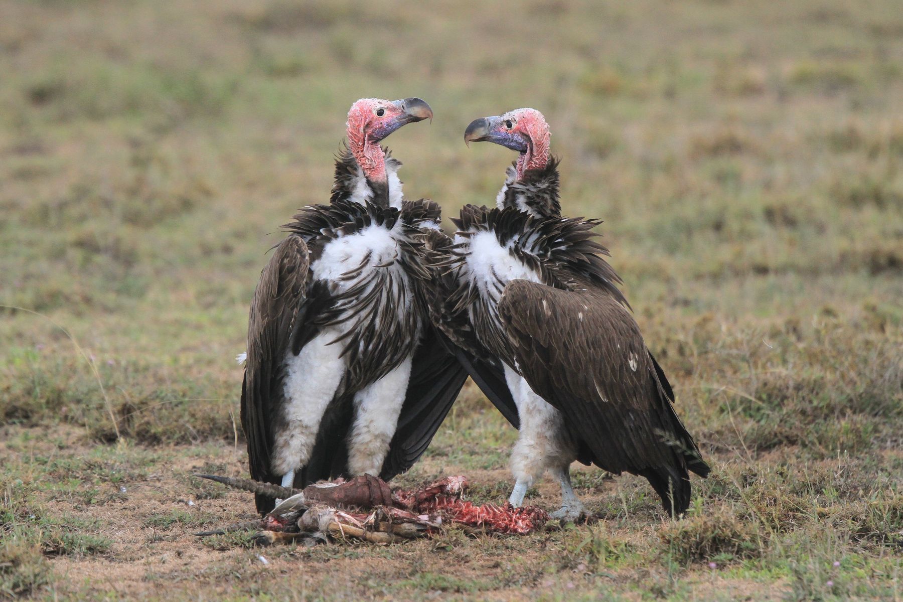 Two huge Lappet-faced Vultures confront each other at a carcass