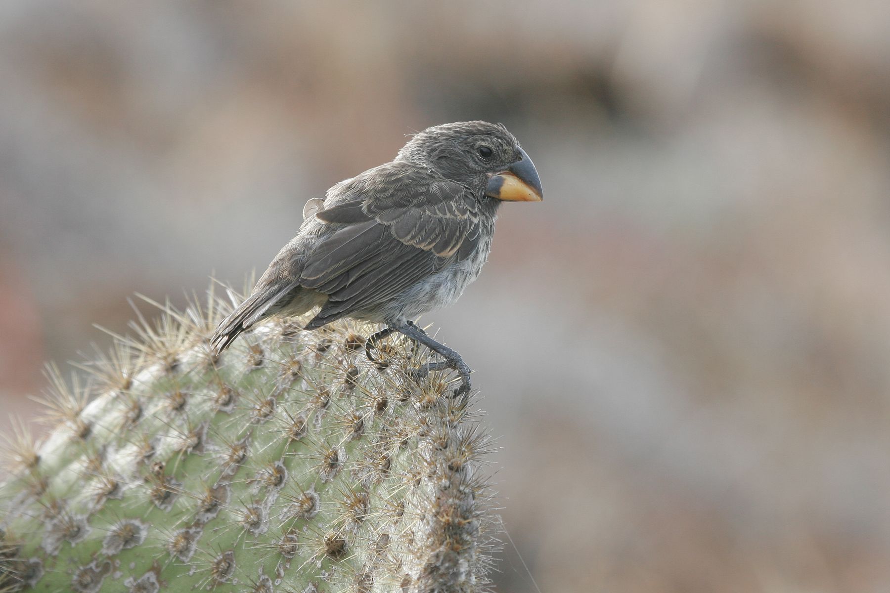 A female Large Ground Finch, one of a large series of 'Darwin's Finches' species that have shown remarkable adaptive radiation on the Galapagos islands