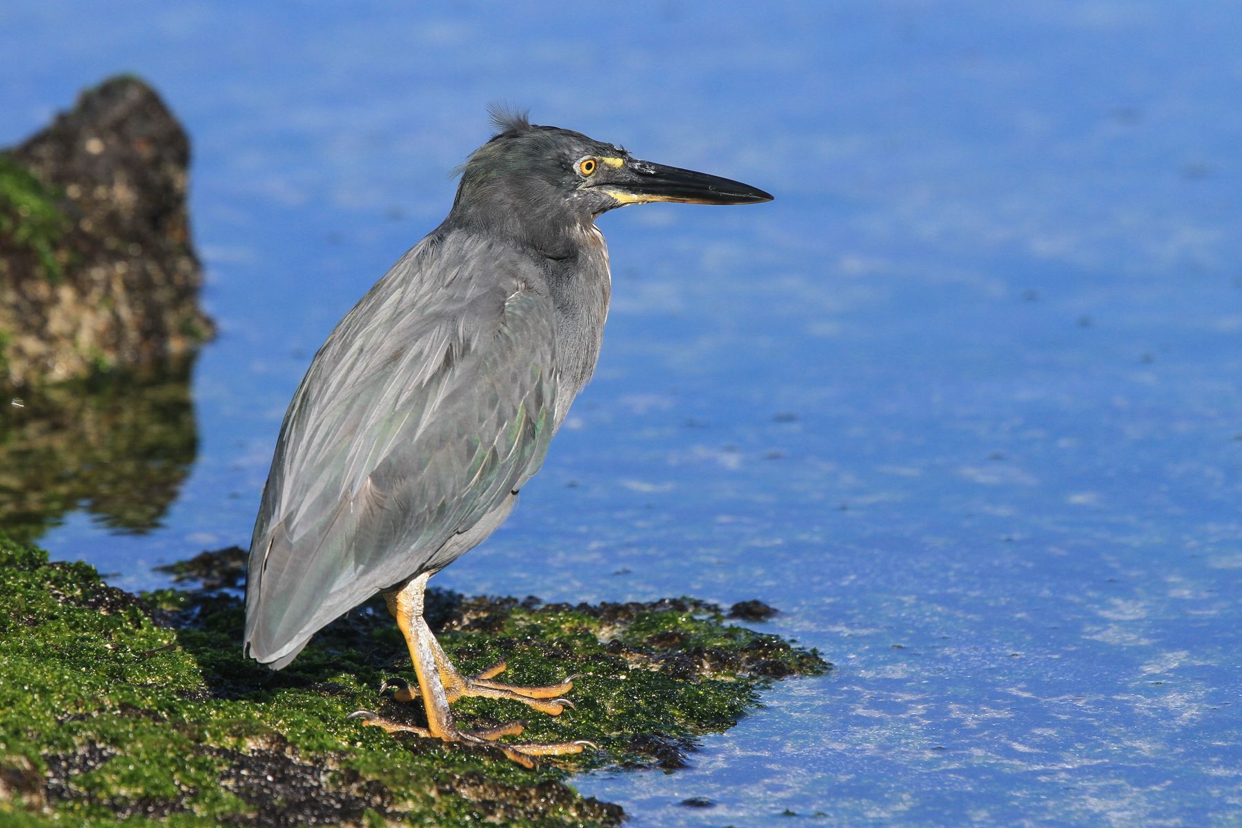 The Galapagagos Islands have no fewer than 30 endemic bird species, most of which, like this Lava Heron, are not seabirds