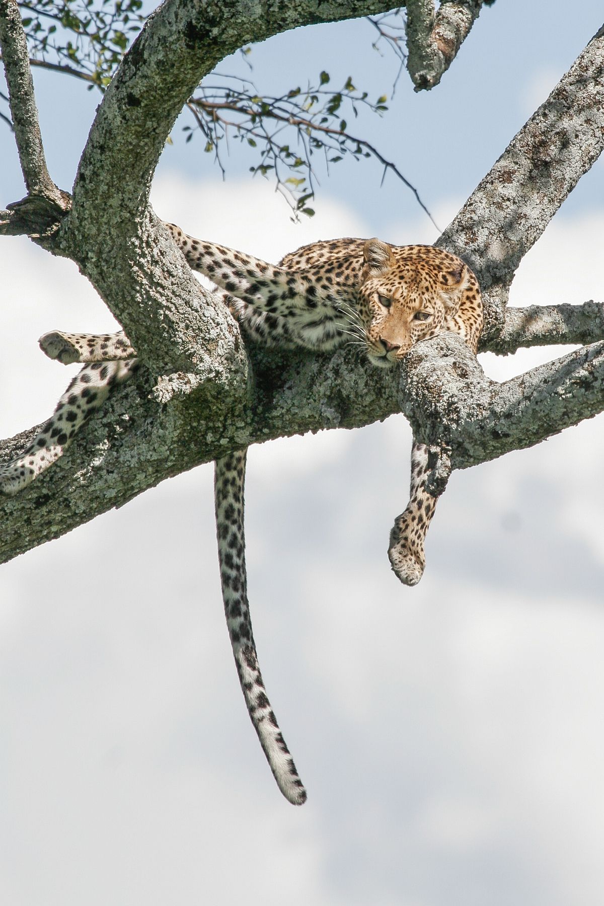 Leopards hunt mostly at night, so much of the day is spent in a shady tree