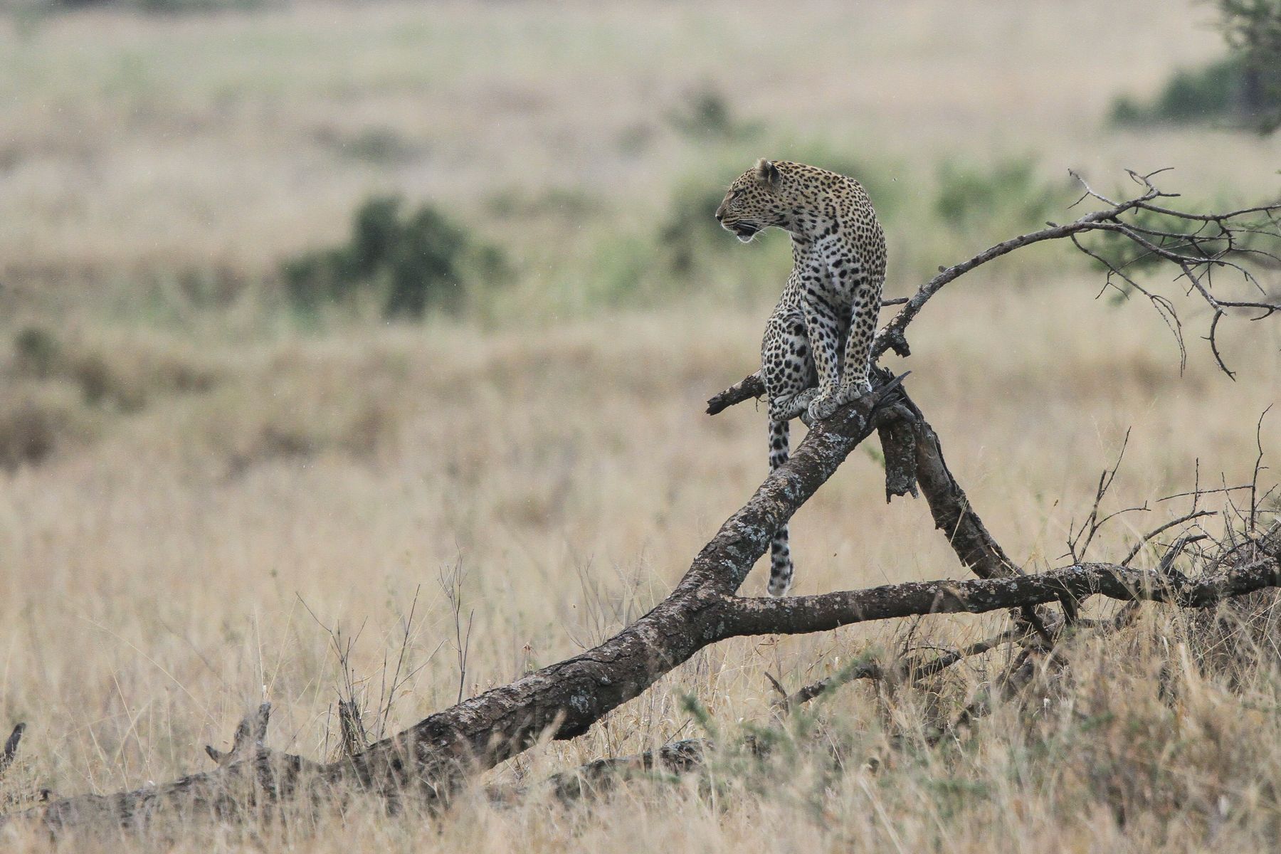 Much shyer than the Lions, the Leopards of Serengeti are also watching for their opportunity