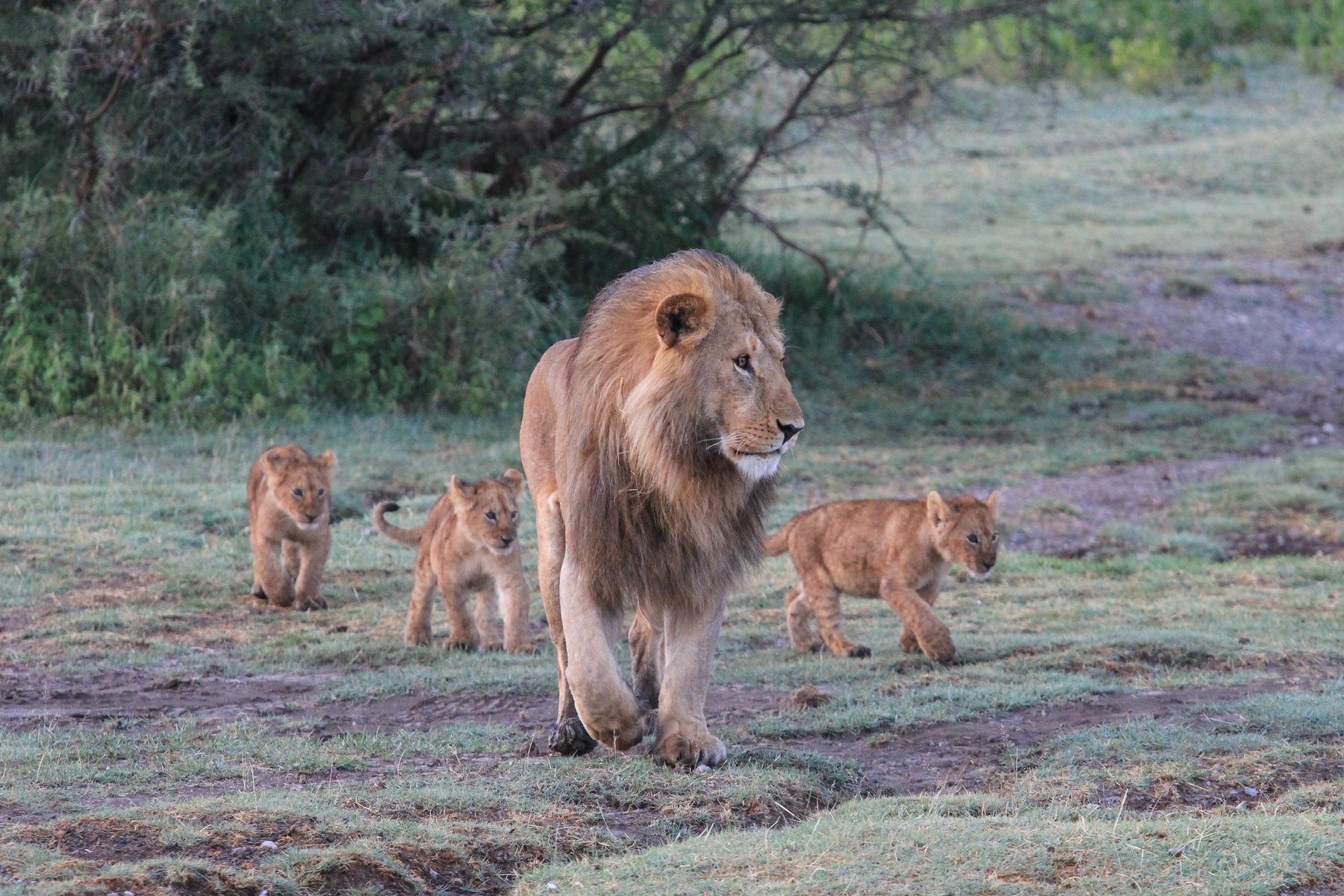 Or simply follow dad around like grown up Lions