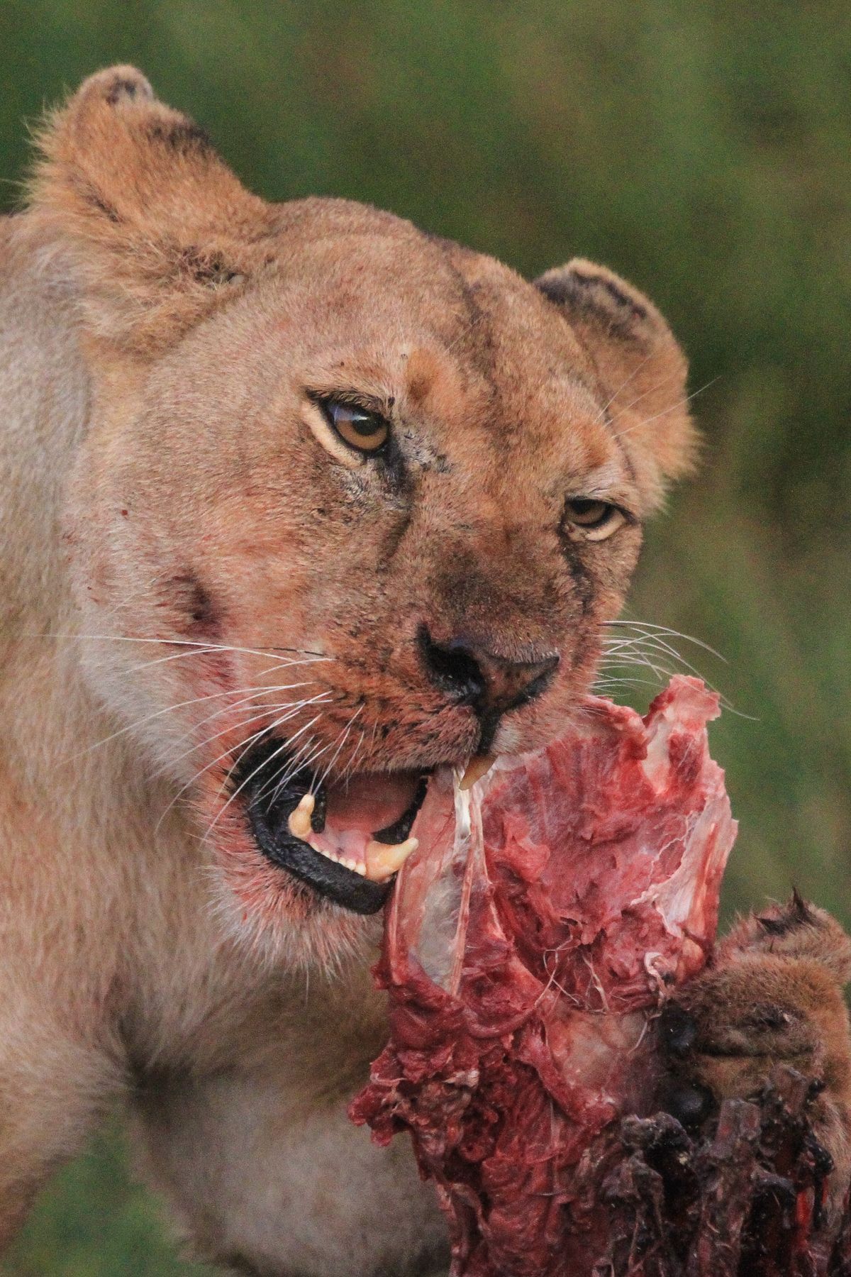 When it comes to hunting, the female Lions do most of the work