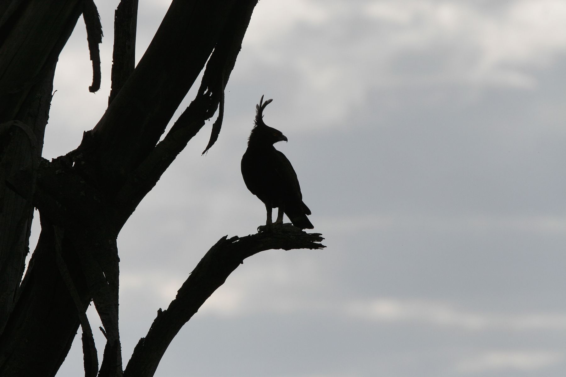 A Long-crested Eagle watches from a dead tree
