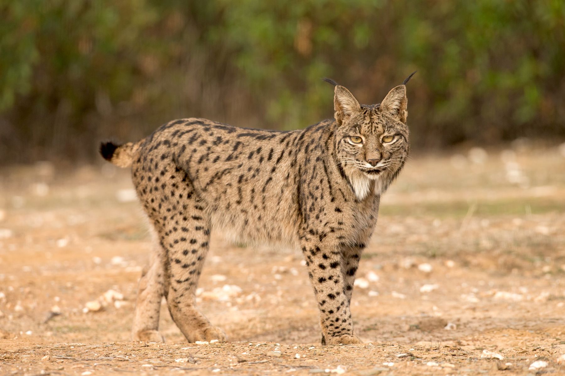 Iberian Lynx on a Wild Images Photo Tour