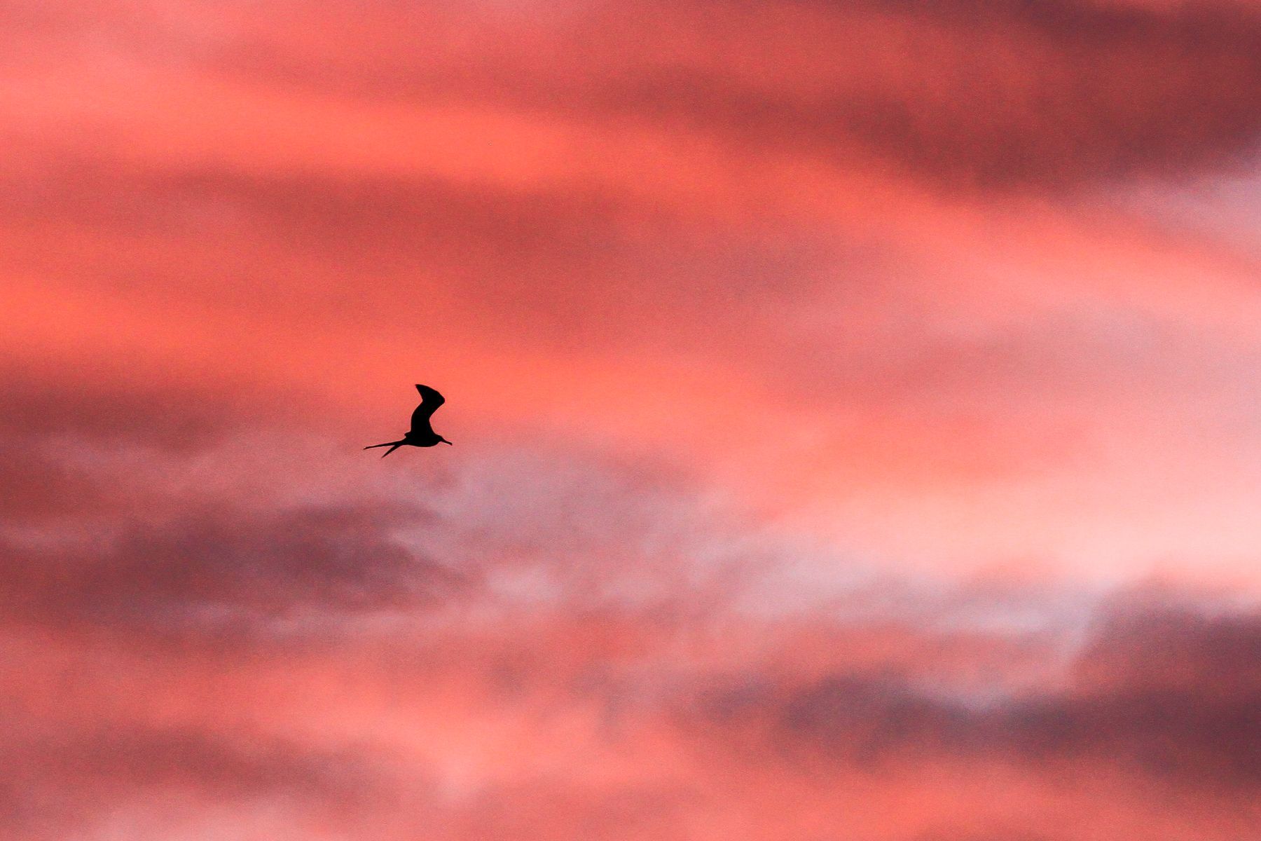 Frigatebird dawn: Baja California photography tours by Mark Beaman