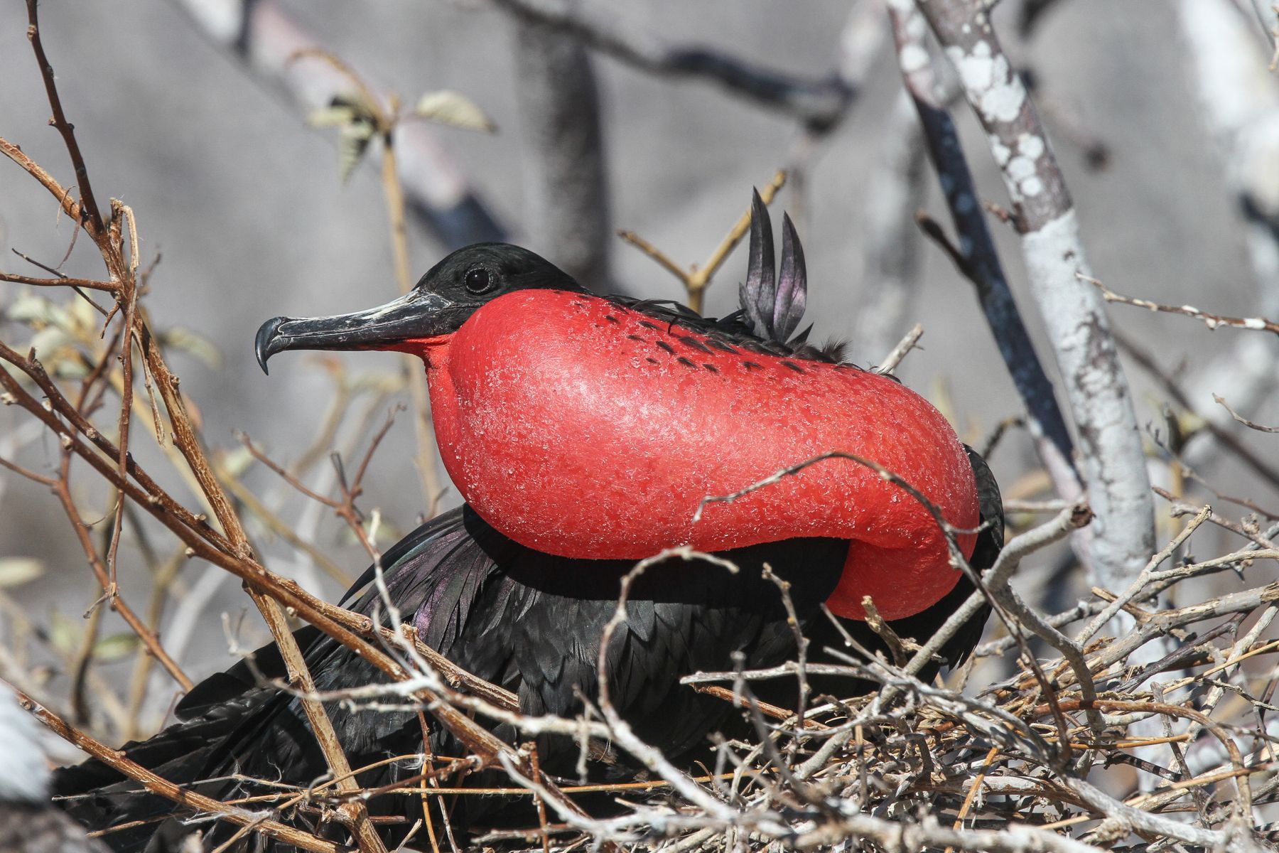 The males inflate their large red gular pouches until they are as large as balloons