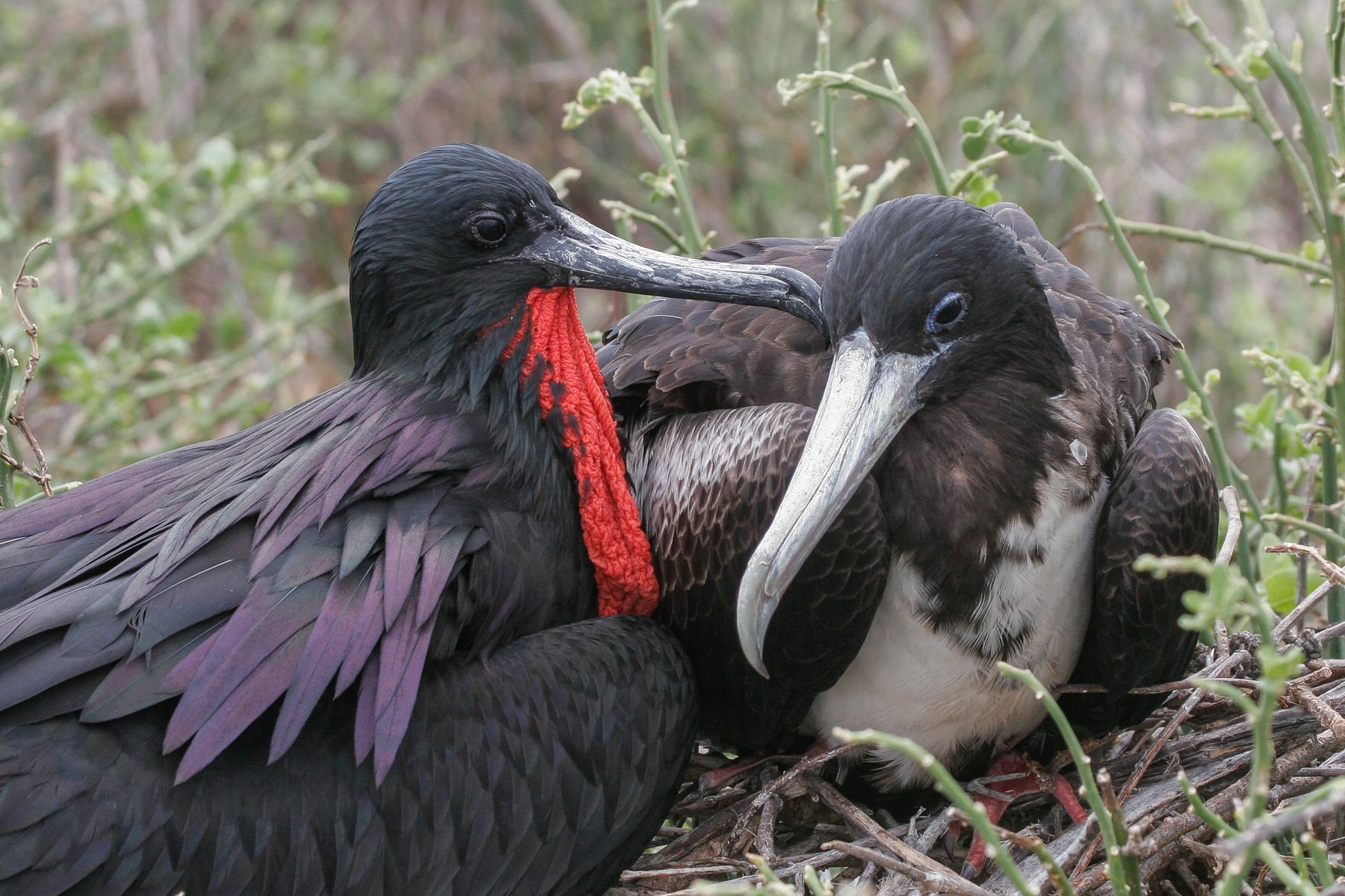 Magnificent Frigatebirds are nesting everywhere