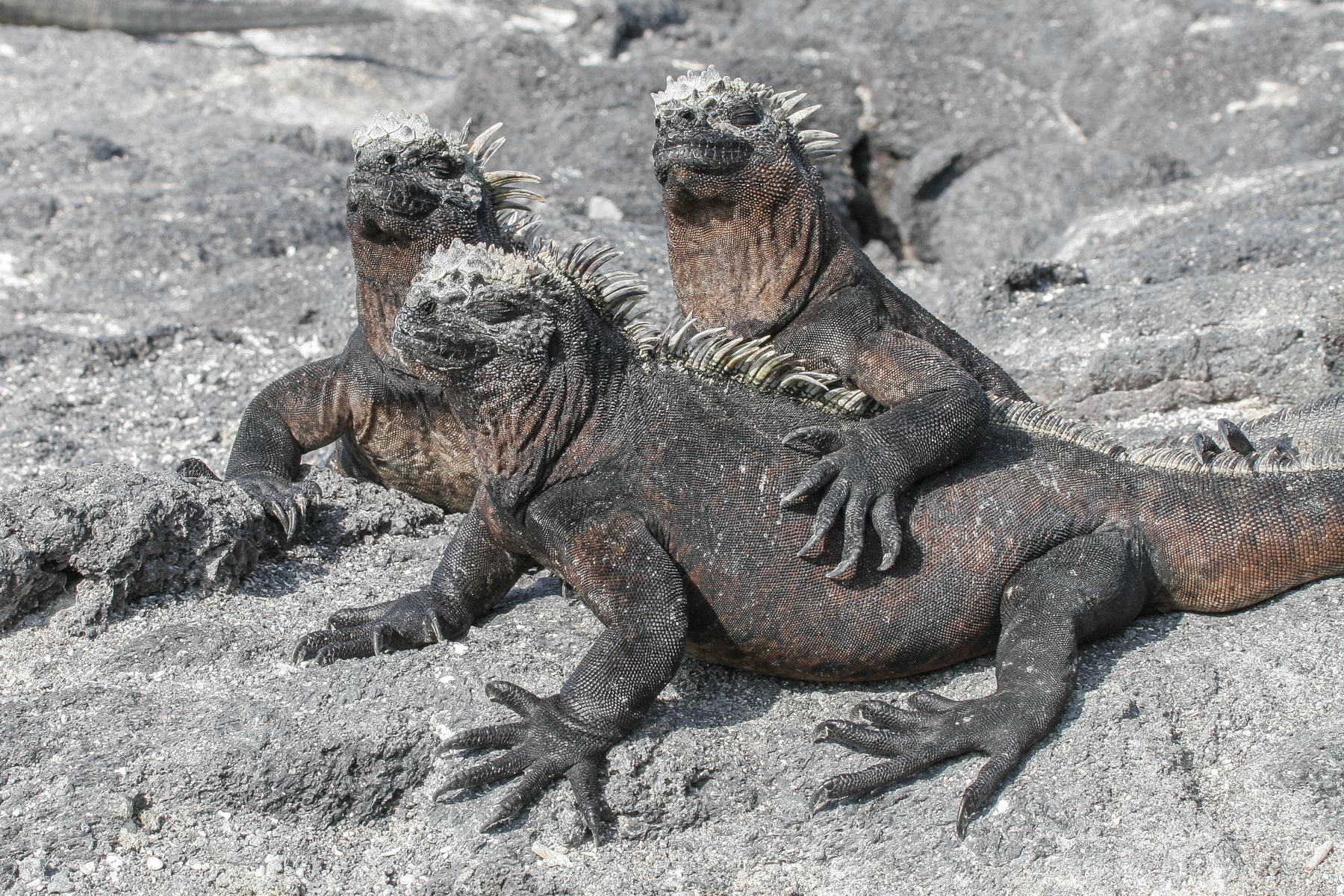 The most iconic creature of Galapagos must surely be the prehistoric-looking Marine Iguana
