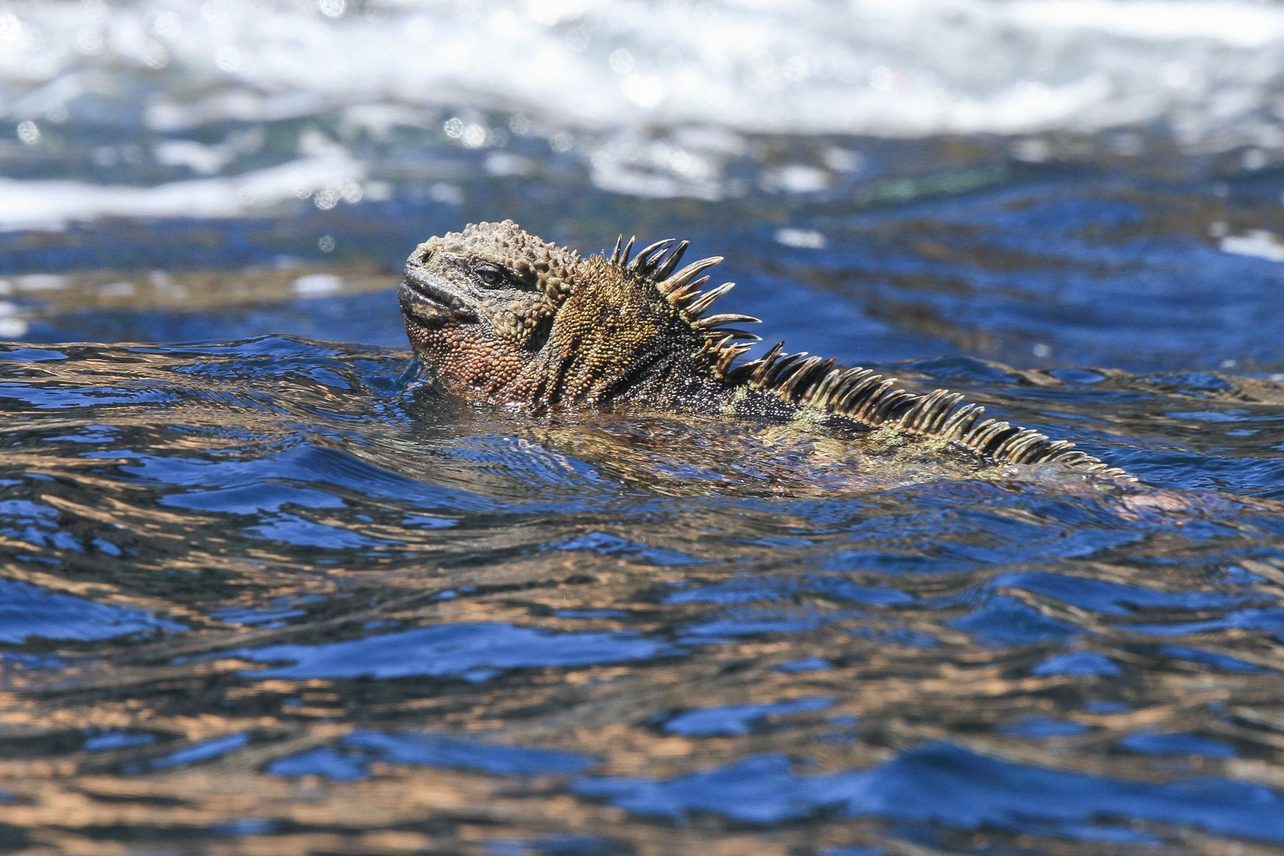 Marine Iguanas swim as well as any fish, diving to the bottom to feed on algae